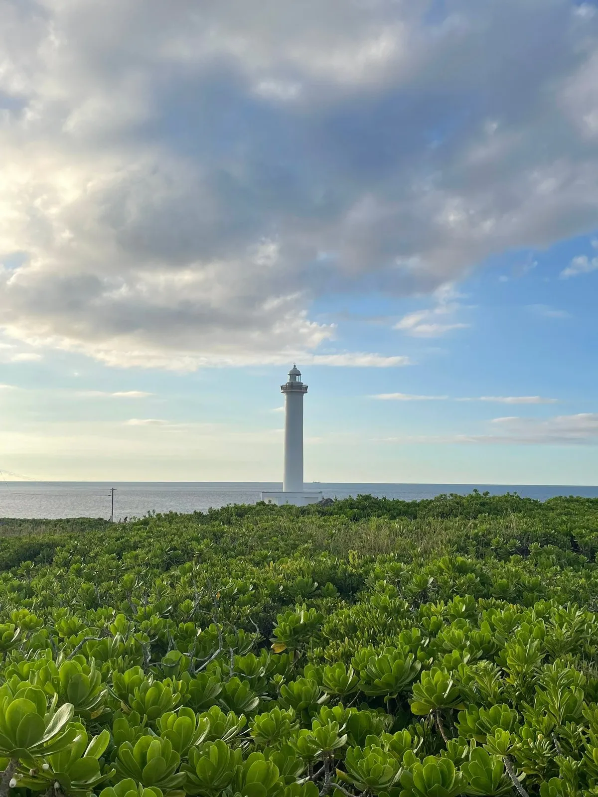 Маяк в мясистых лопухах