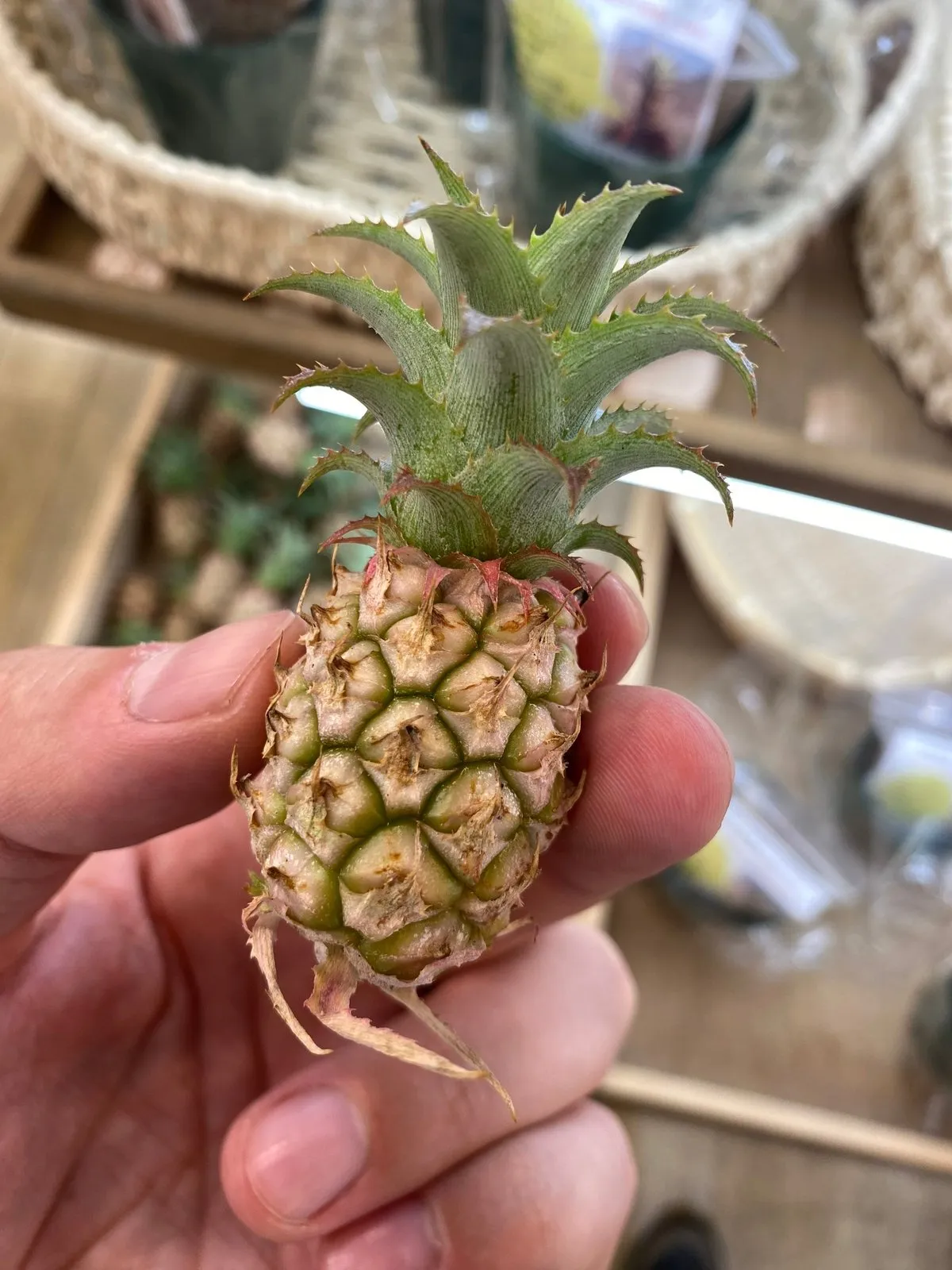 Ананасная рассада