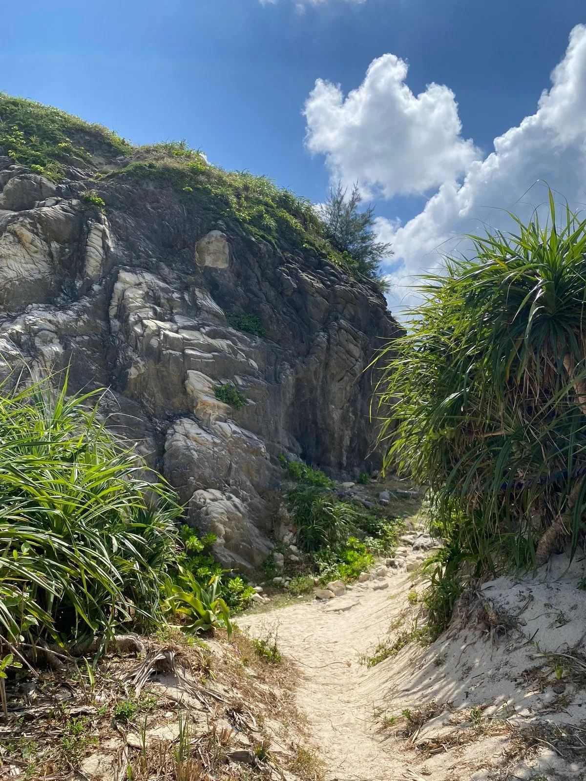 Тропы в кустах