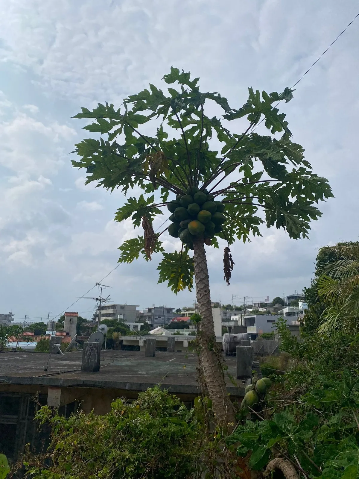 Толи папайя толи манго