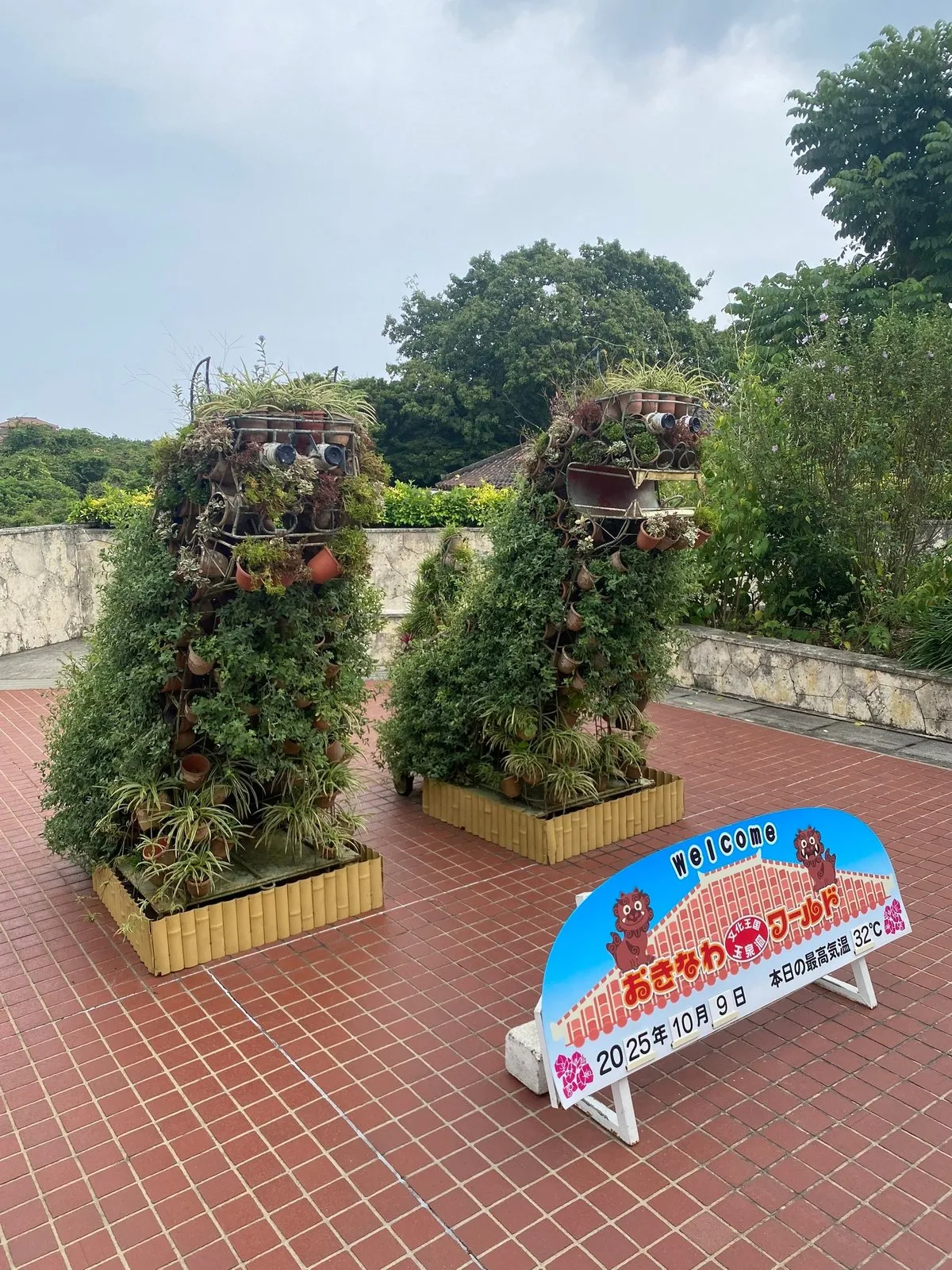 Шисы горшковые