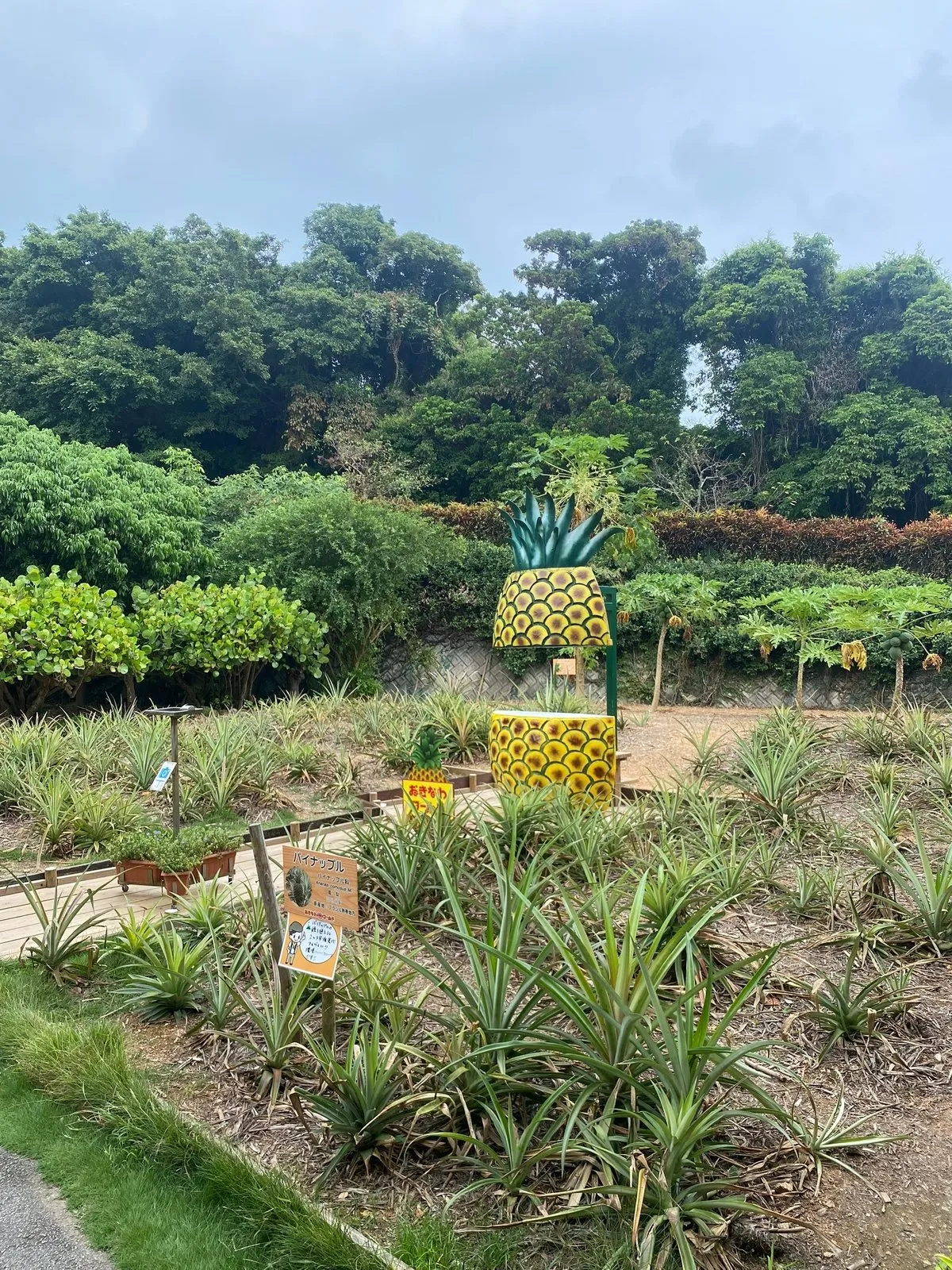 Ананасная ферма