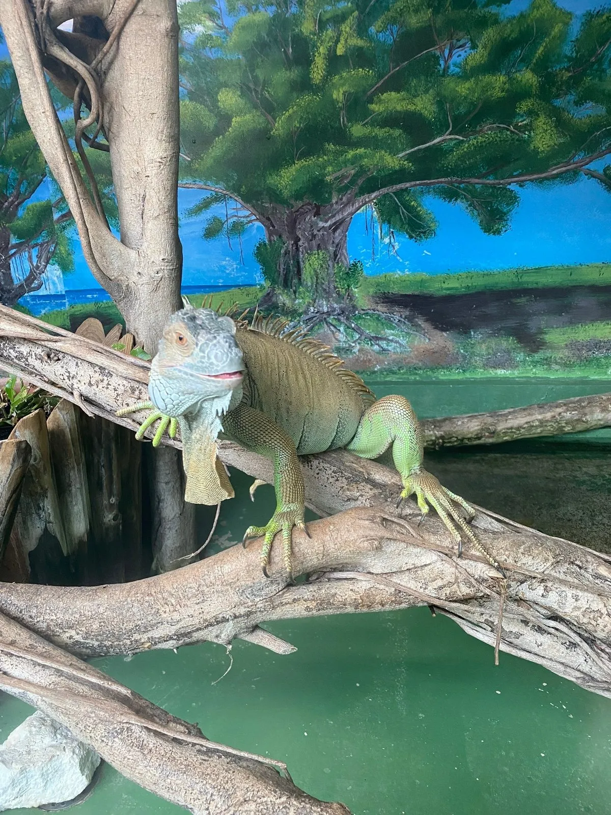 Ящерица с мотнёй