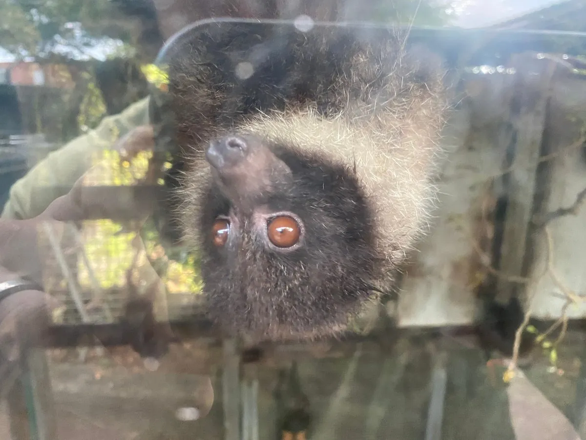 Это у нас называется толи летучая собака толи лисица. А вообще летучая мышь