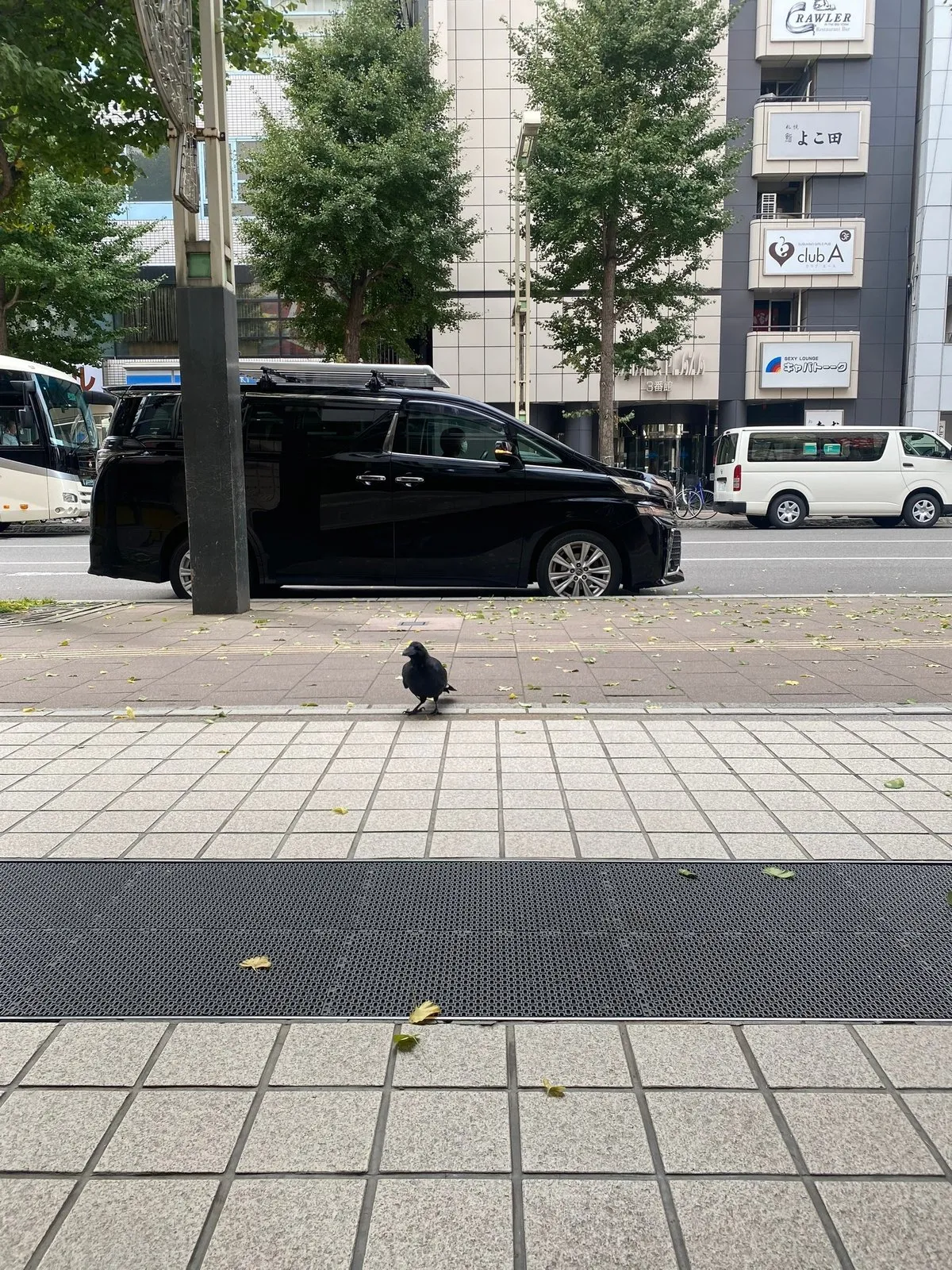 Ворона обхотилась за нашей едой и пикировала сверху на головы. Саша испугалась и спряталась за раздвижной стеклянной дверью в каком-то доме. Эта ворона прилетела и пасла нас с другой стороны через стекло. Задоминировала