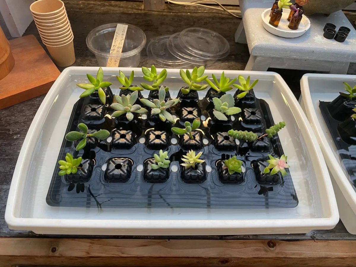 Можно купить но из Японии все равно вывезти не выйдет