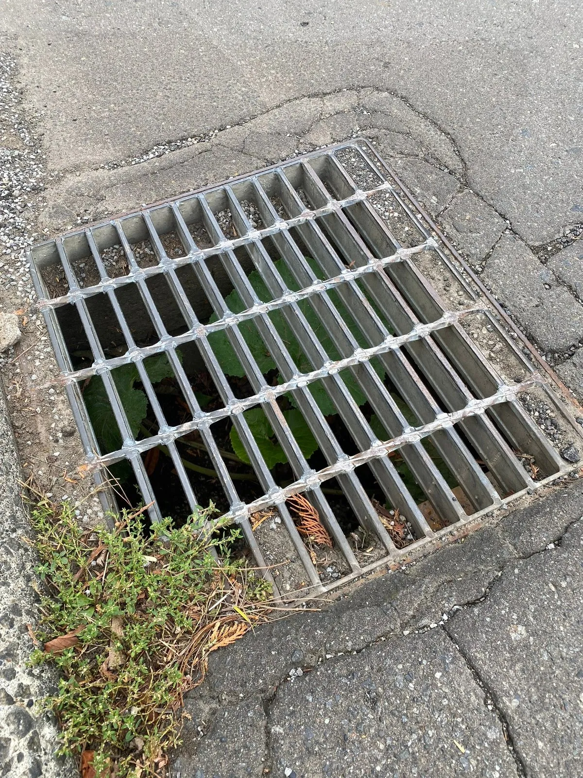 Лопух пророс