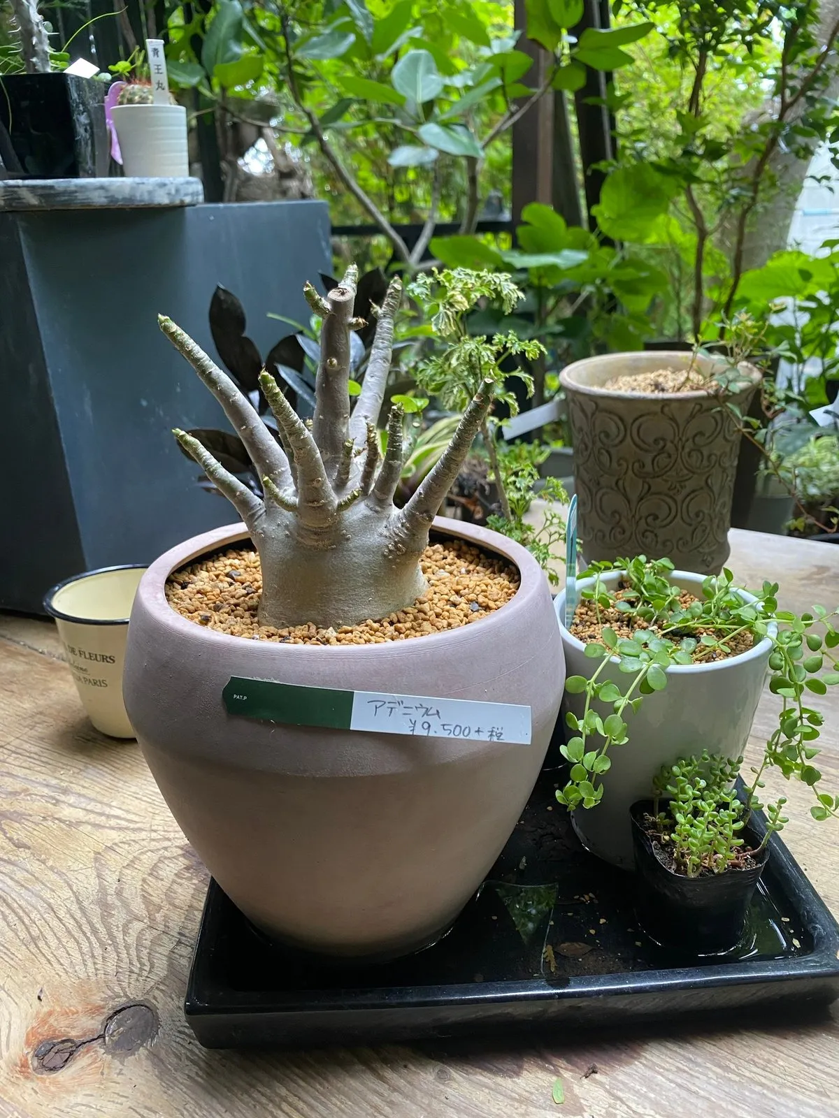 Бутылочное дерево