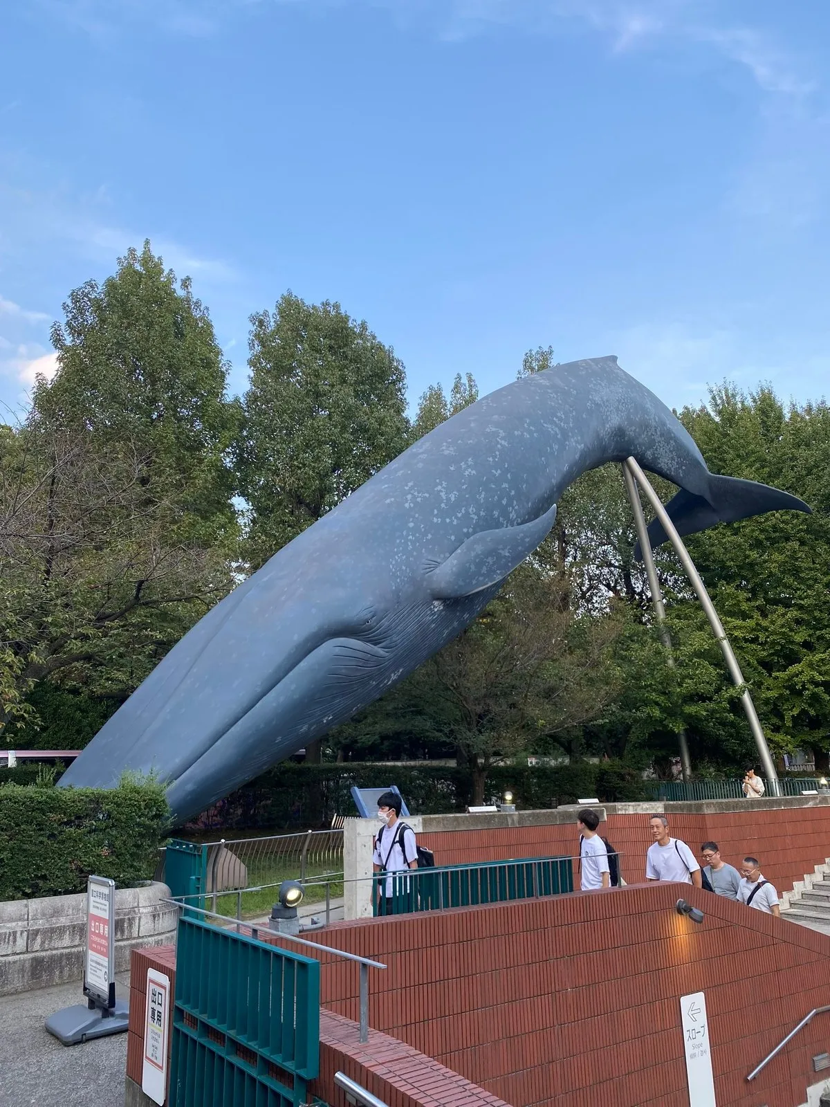 Кит ныряет в газон