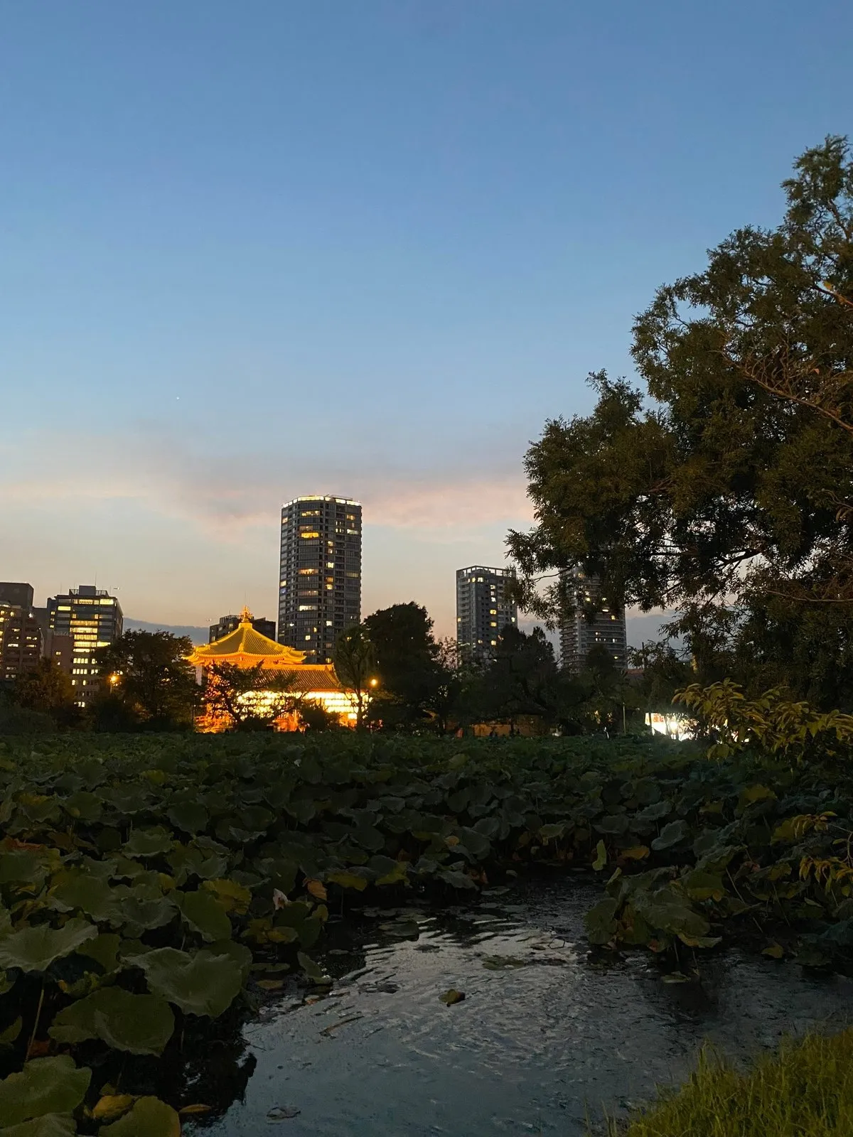 Снова лопухи