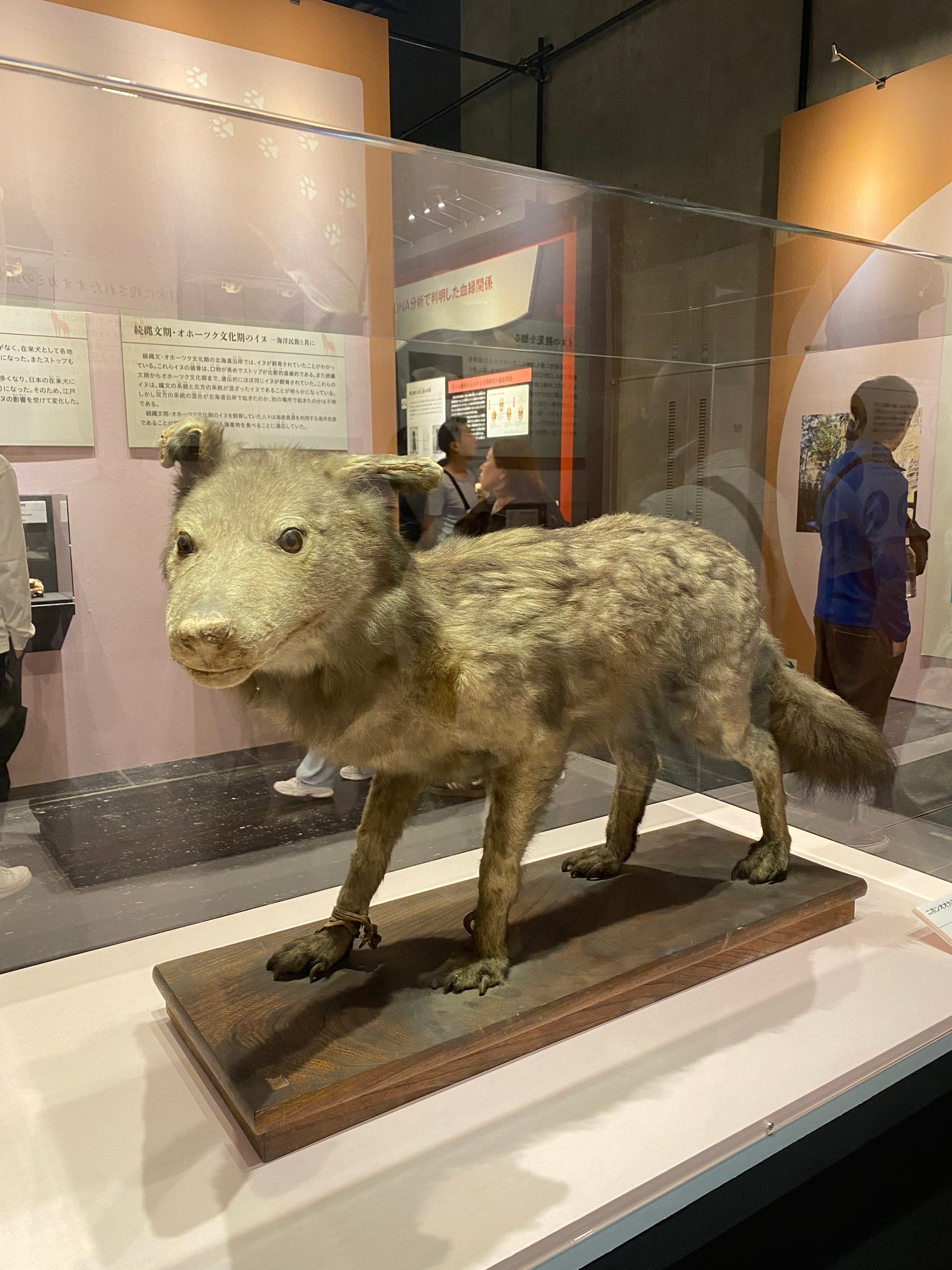 Всратый пёс