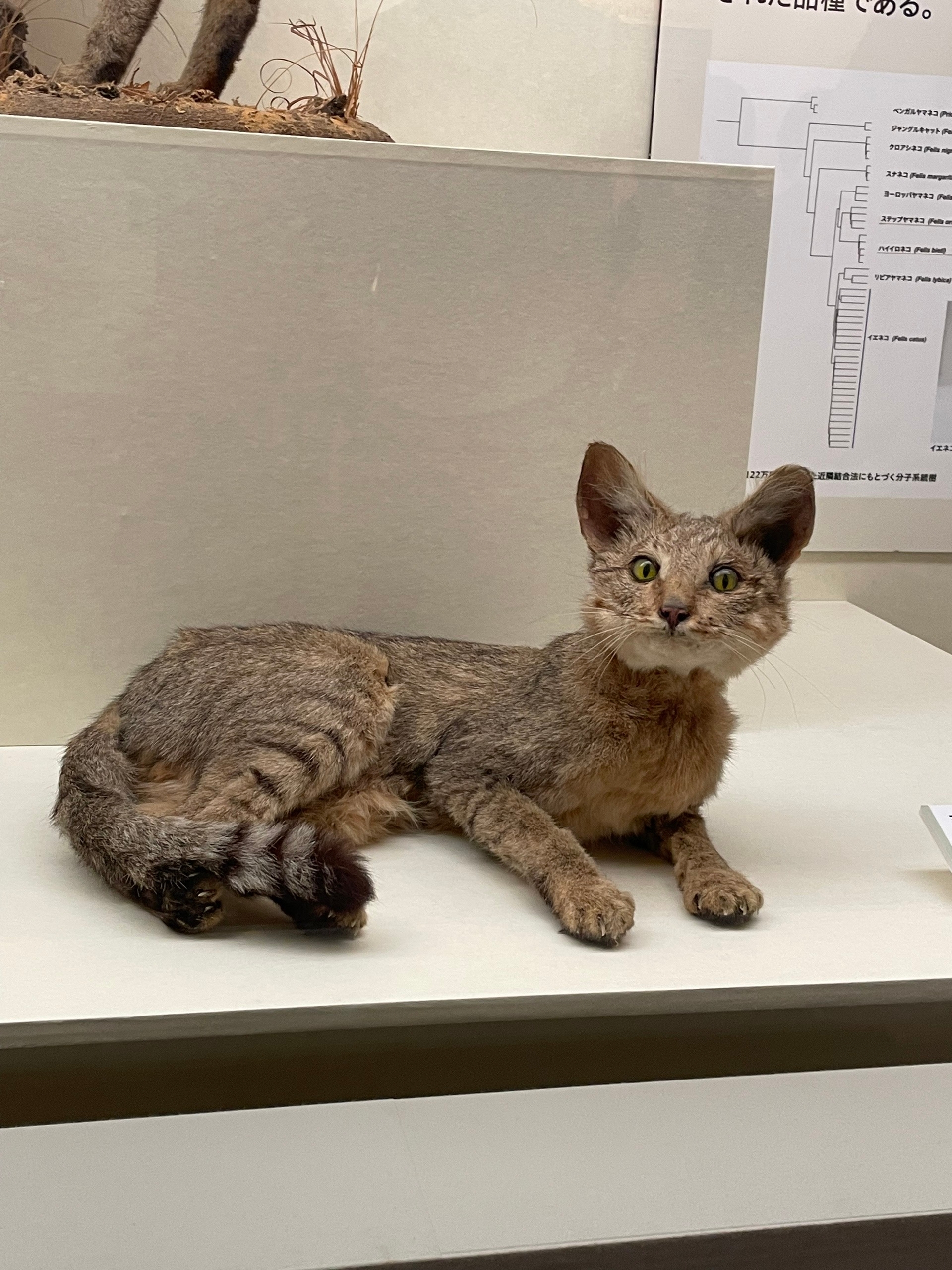 Кот получше