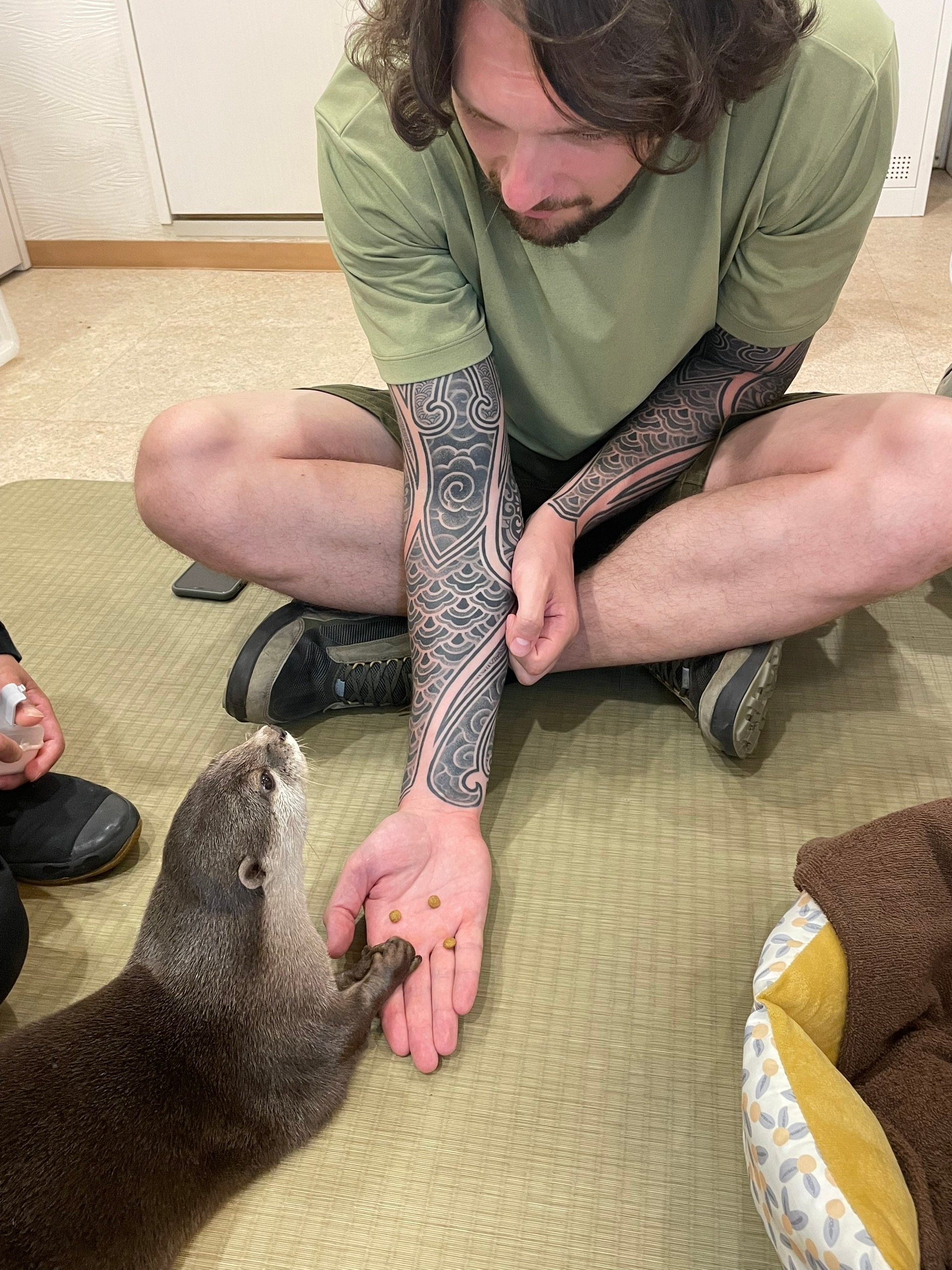 Выдрокафе. Кормим кошачьим кормом