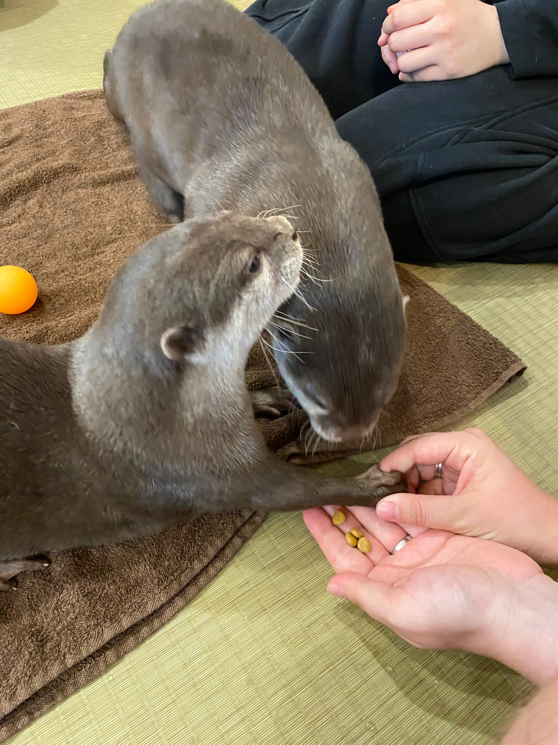 Тусят парами. В этом-же помещении есть бассейн где они плавают