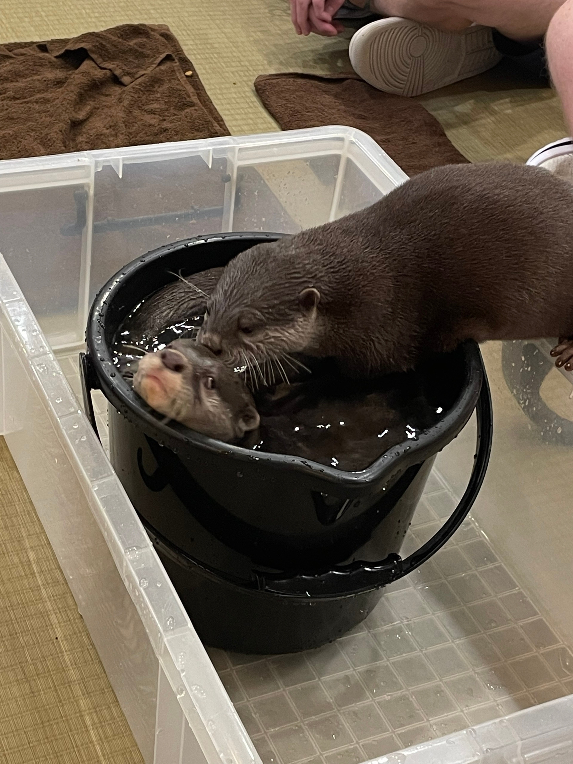Одна сидит в ведре и кайфует, вторую не пускает