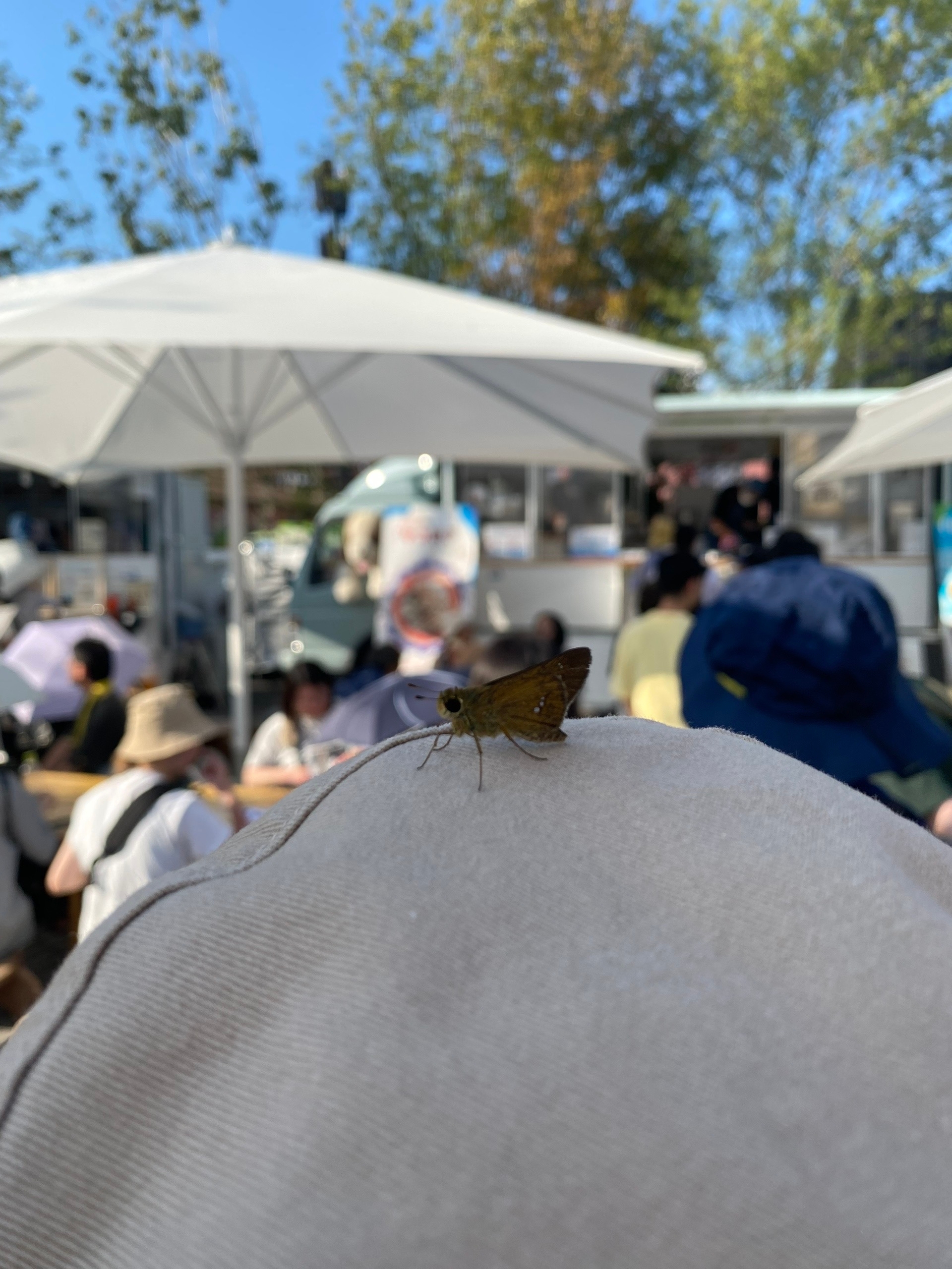 Мотылёк на шапке у бабки