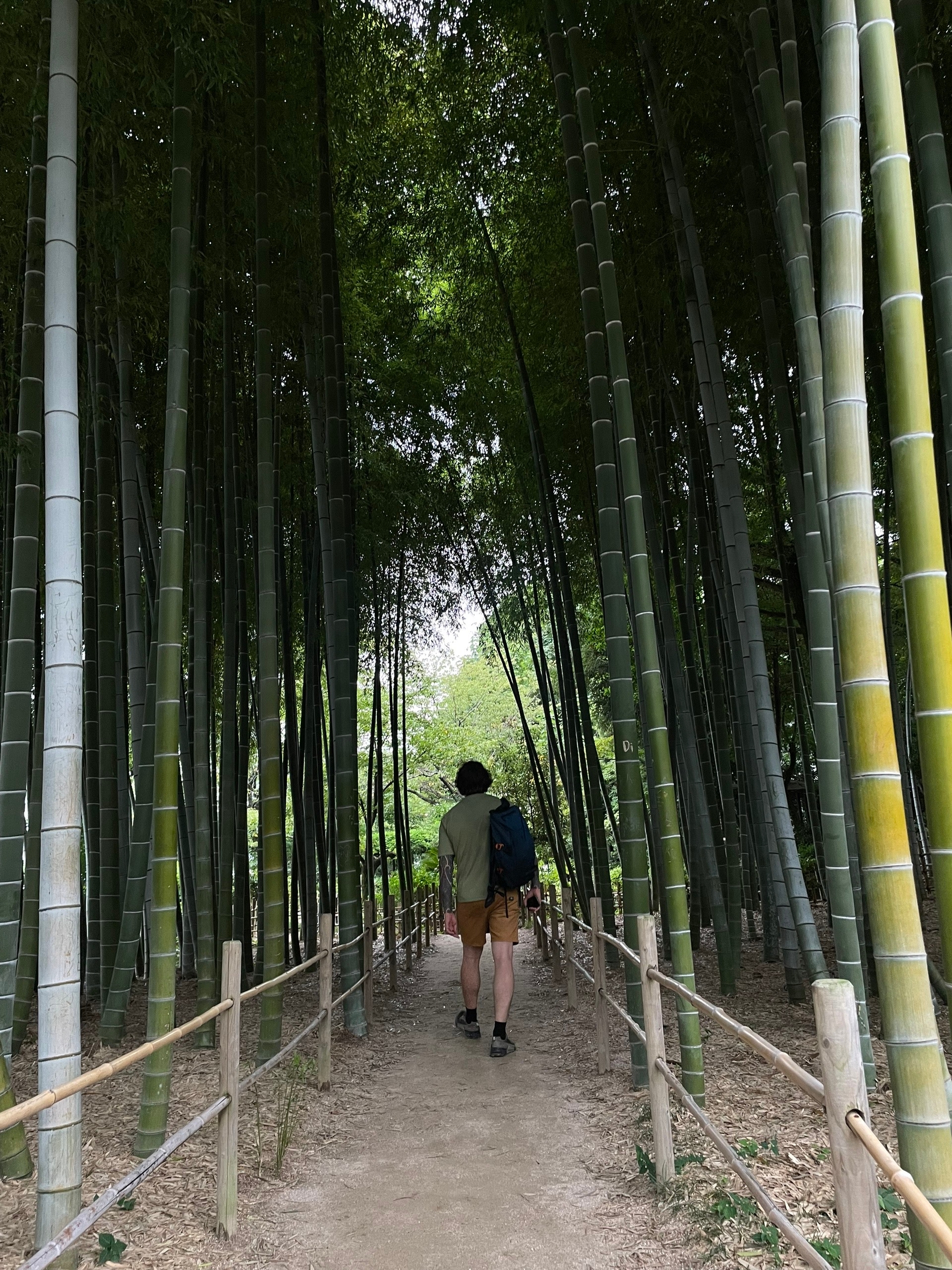 Бамбуковый лес