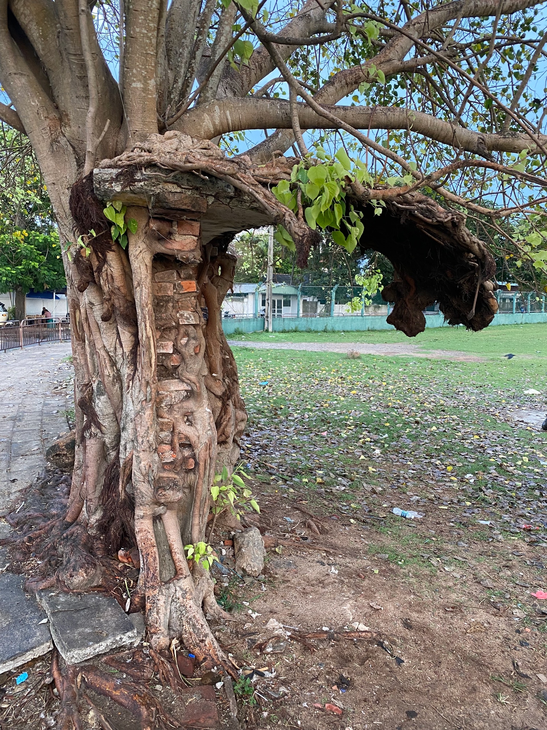 Дом снесли а дерево осталось