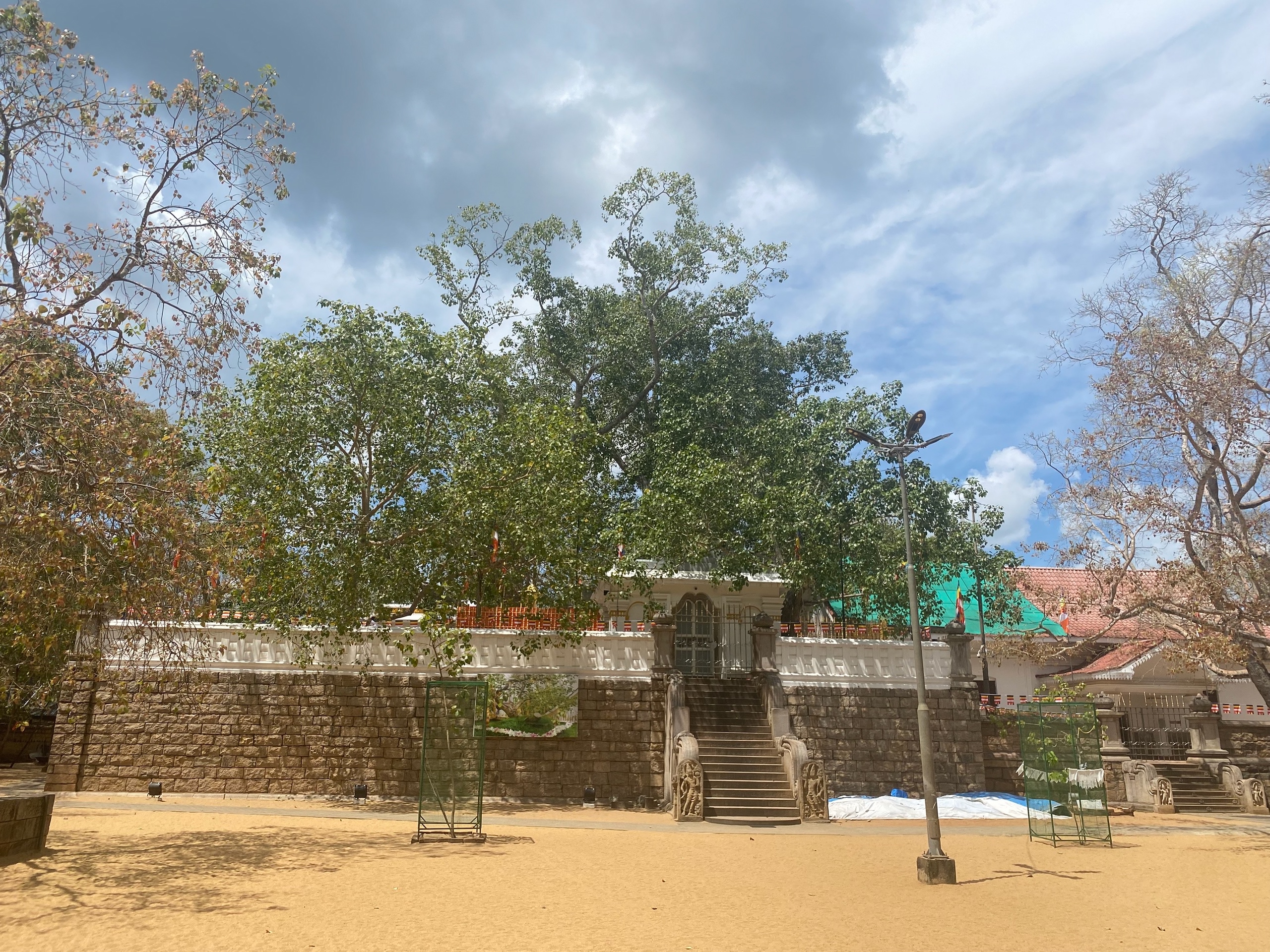 Потомок дерева, под которым Будда просветлился. Место поломгичества