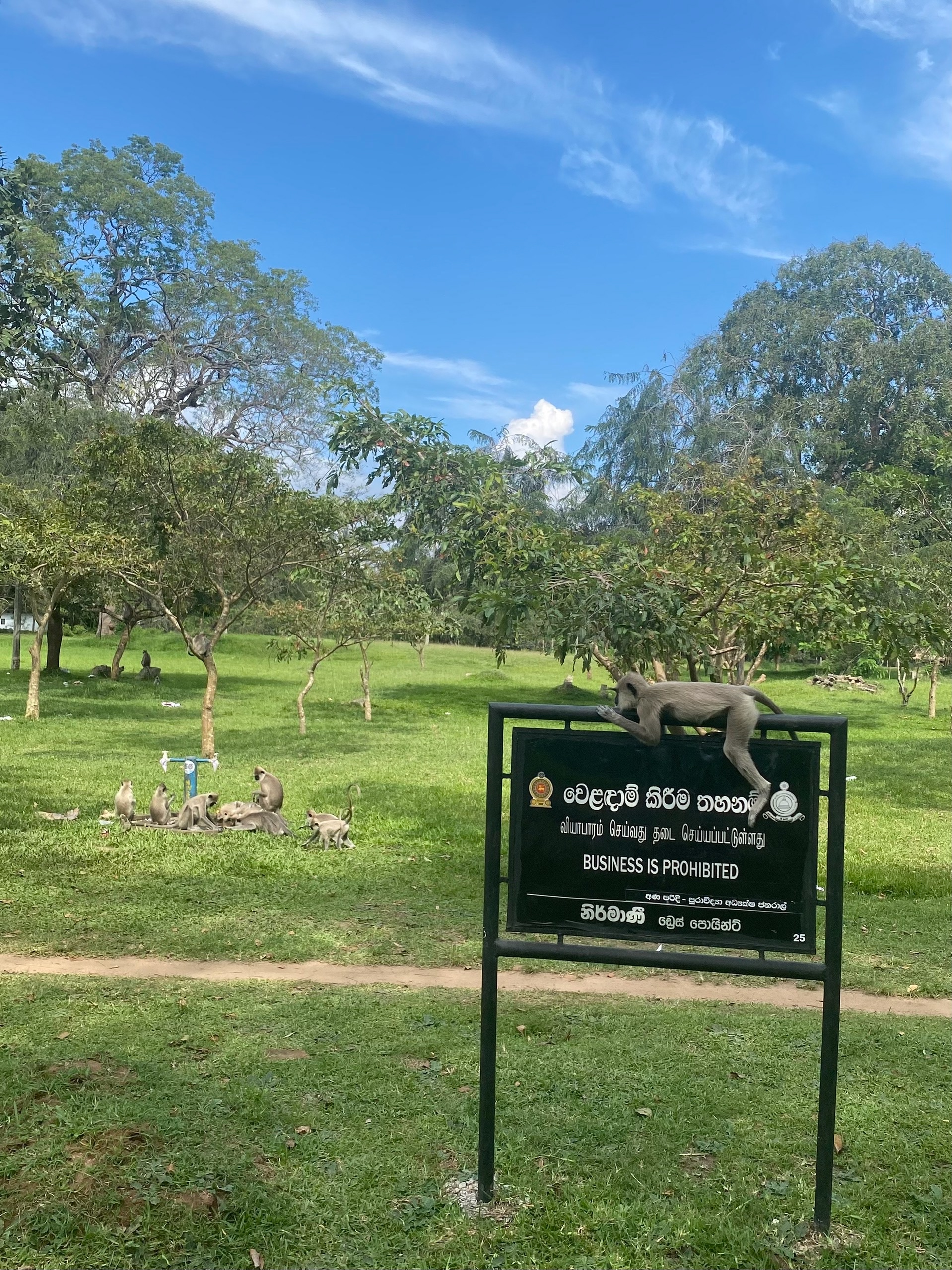 Гоночный обезьян