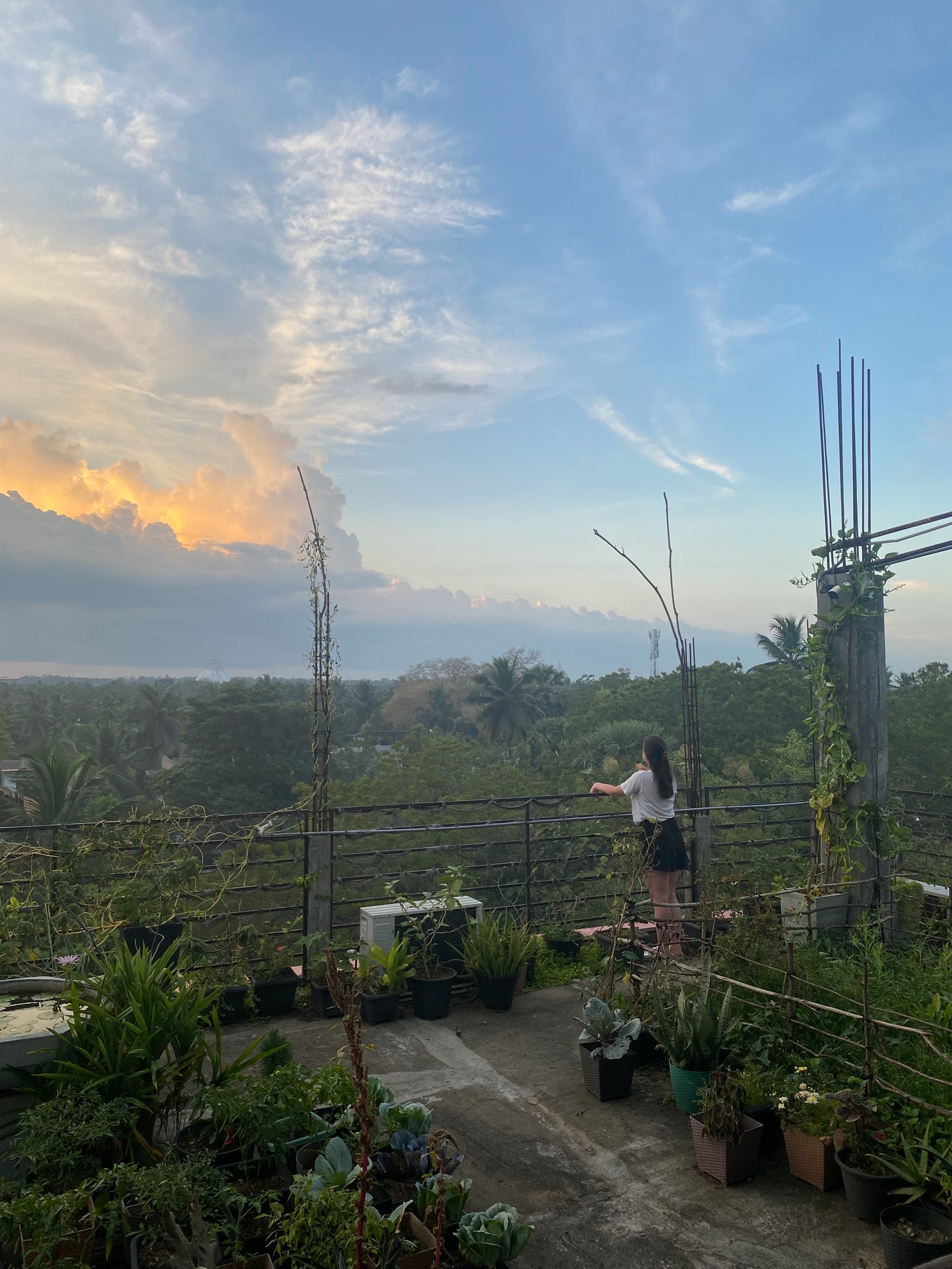 На крыше огород