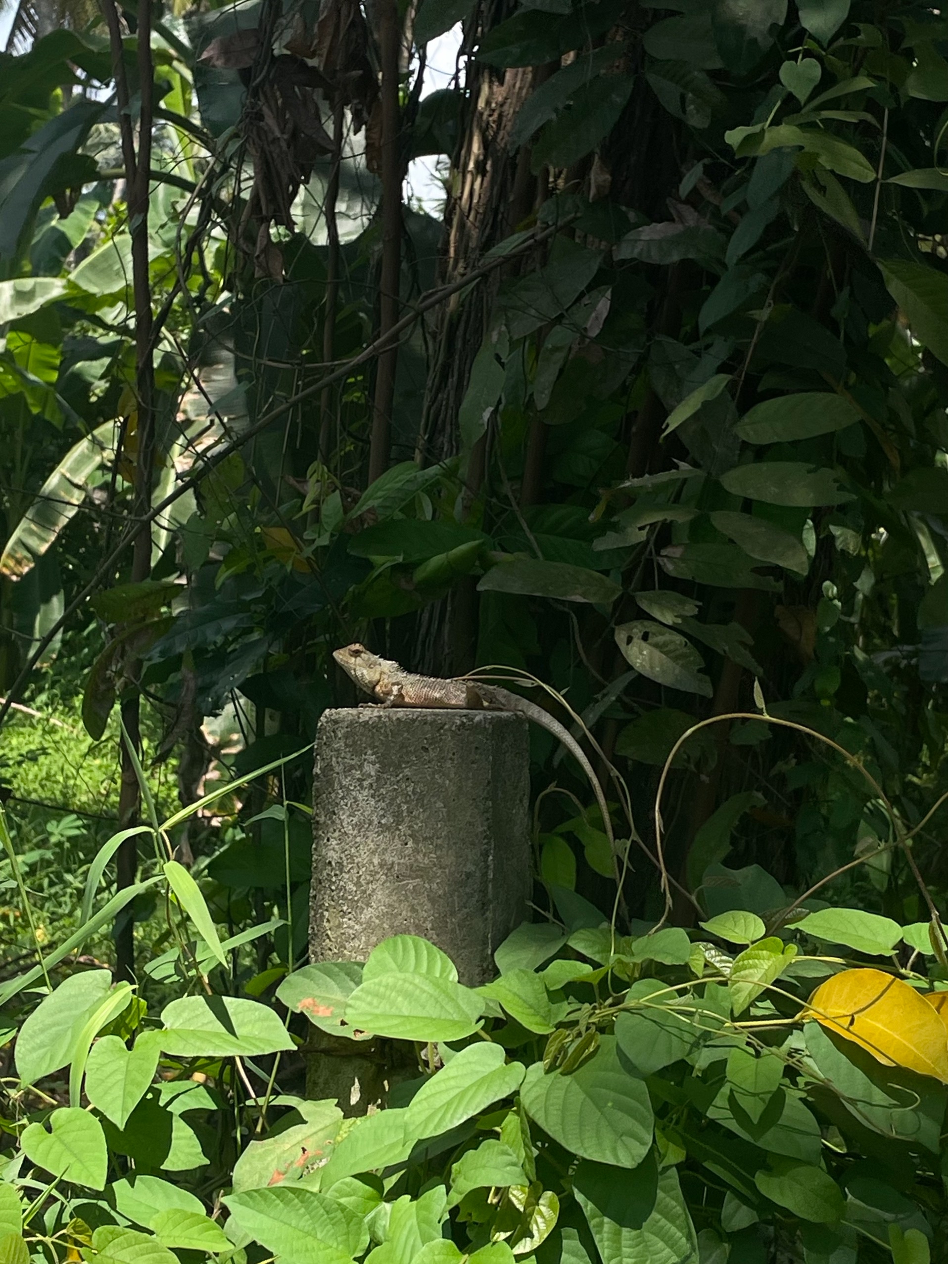 Какая-то ящерица расселась