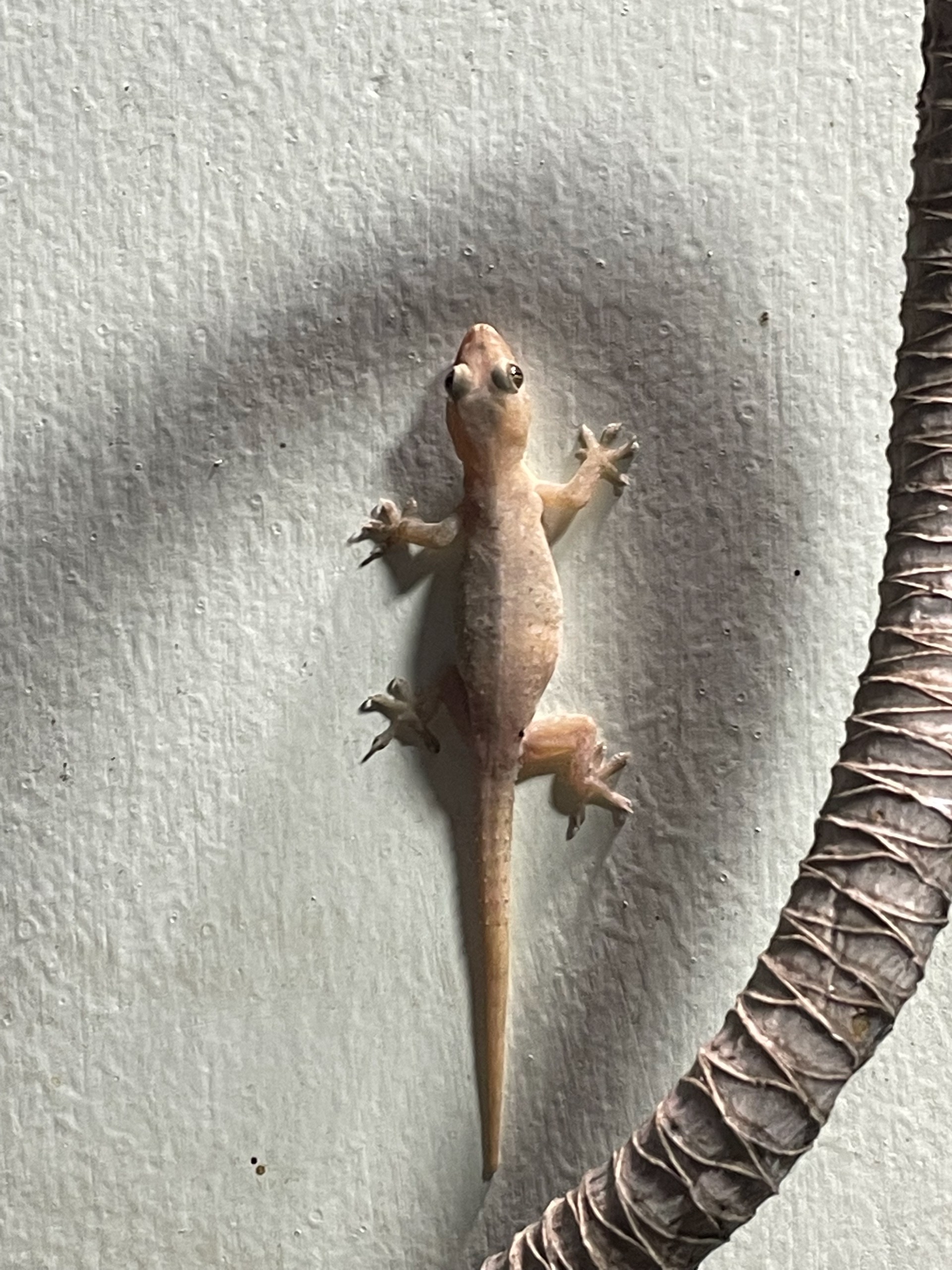 Геккон на стене