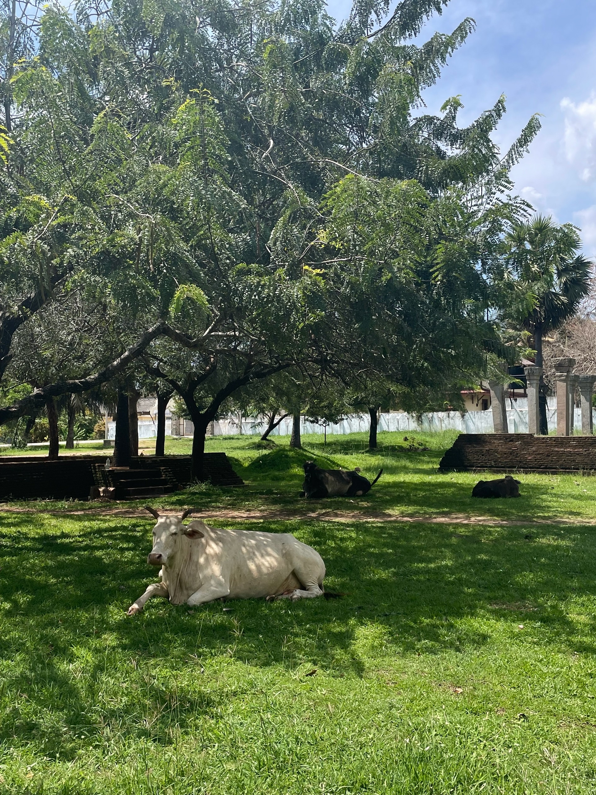 Коровы пердят средь древних капищ