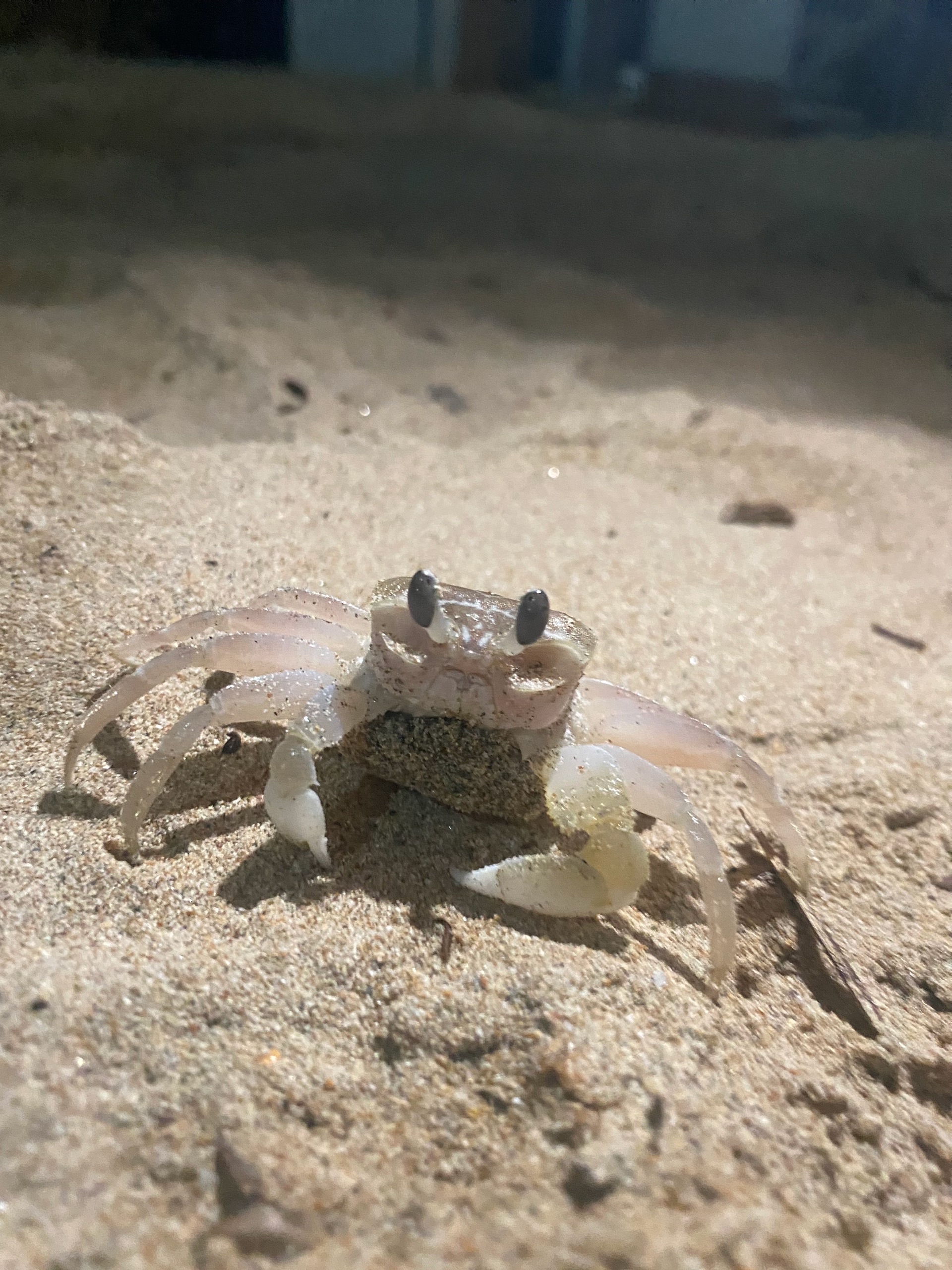 Крабий детёныш