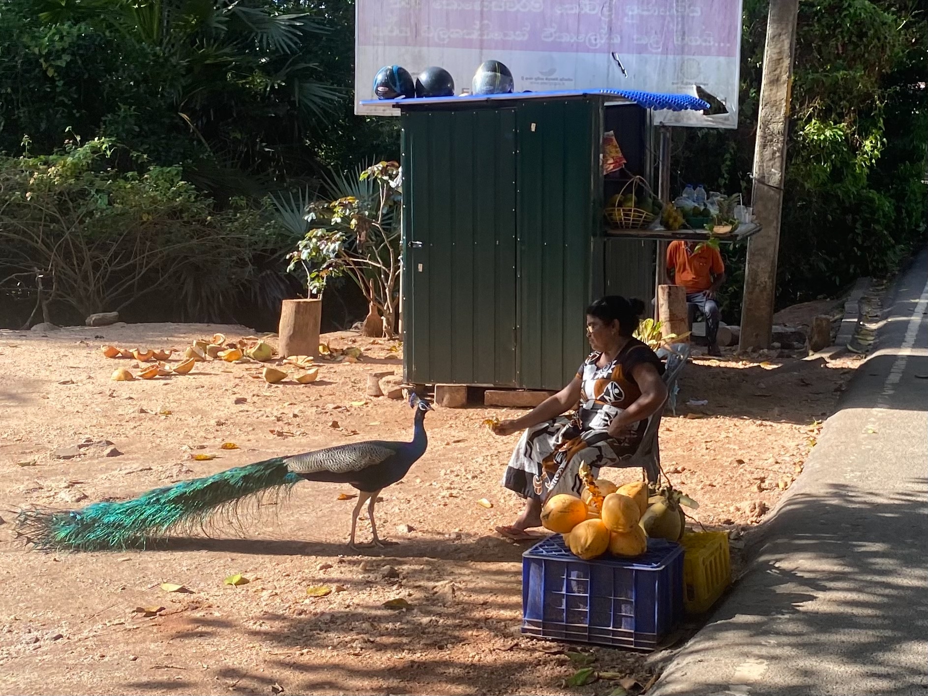 Бабка кормит фазана