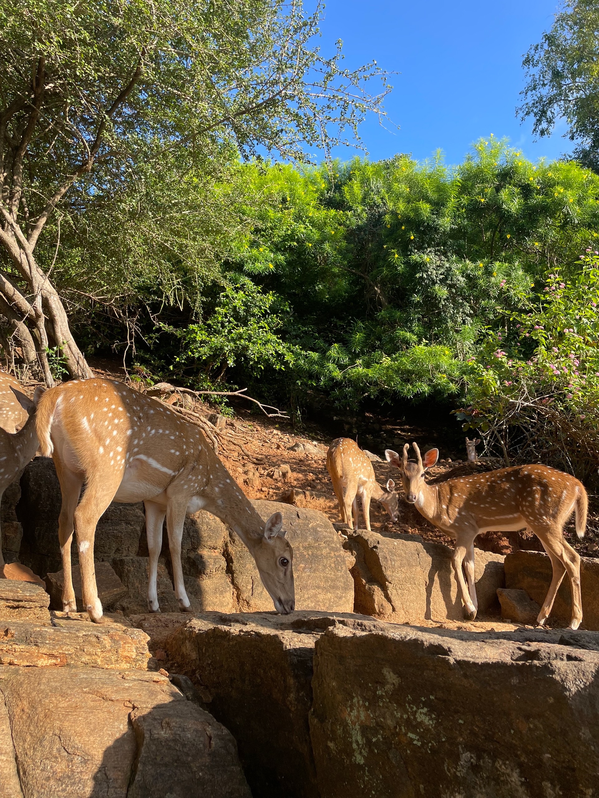 А вот и живые олени - они тут просто по городу ходят тусят, как в Наре, в Японии