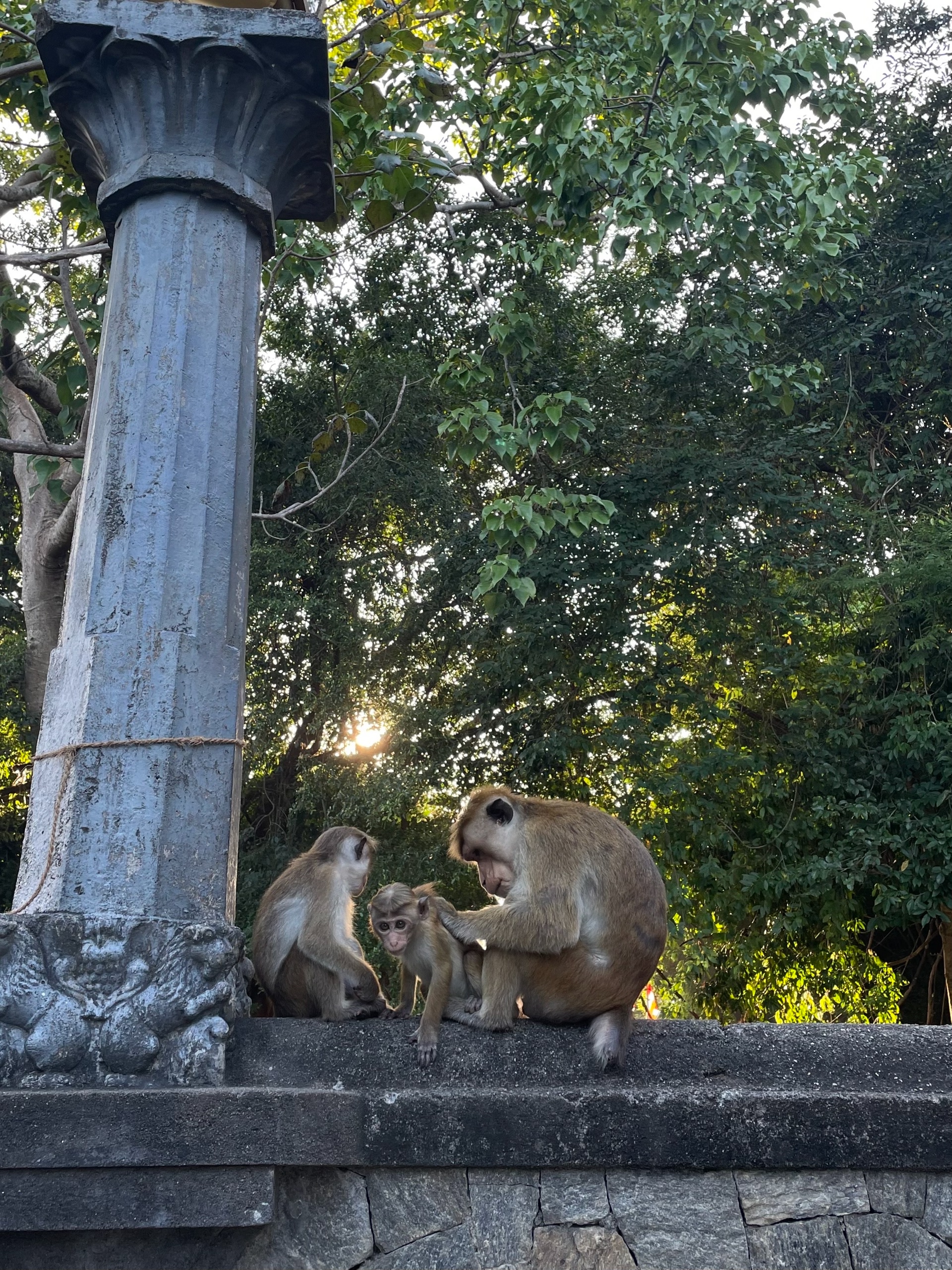Обезьяныша вычёсывают