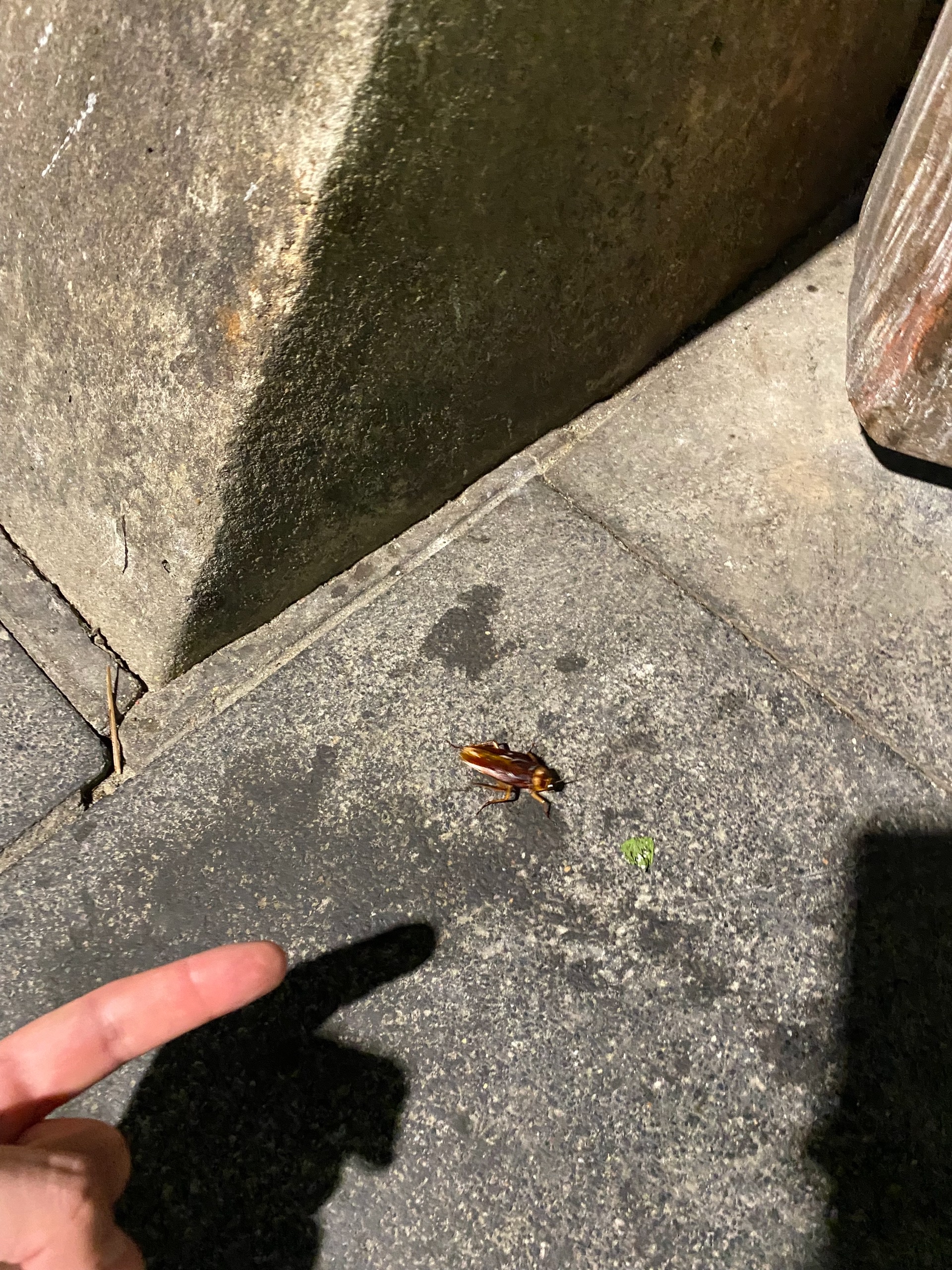 Таракан размером с палец