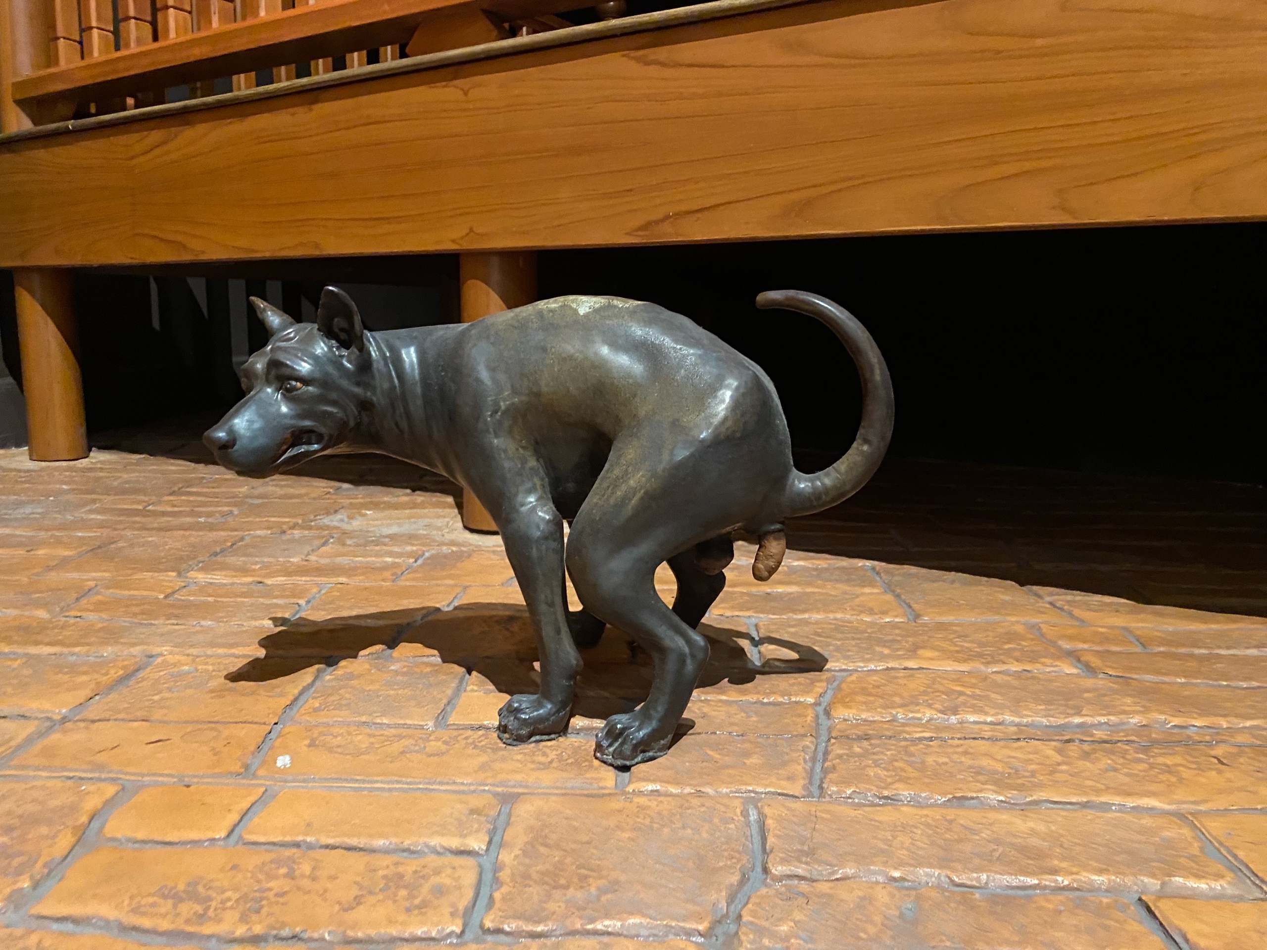 Собака срёт