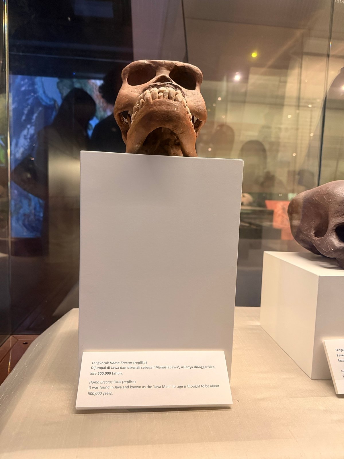 Homo erectus, java man