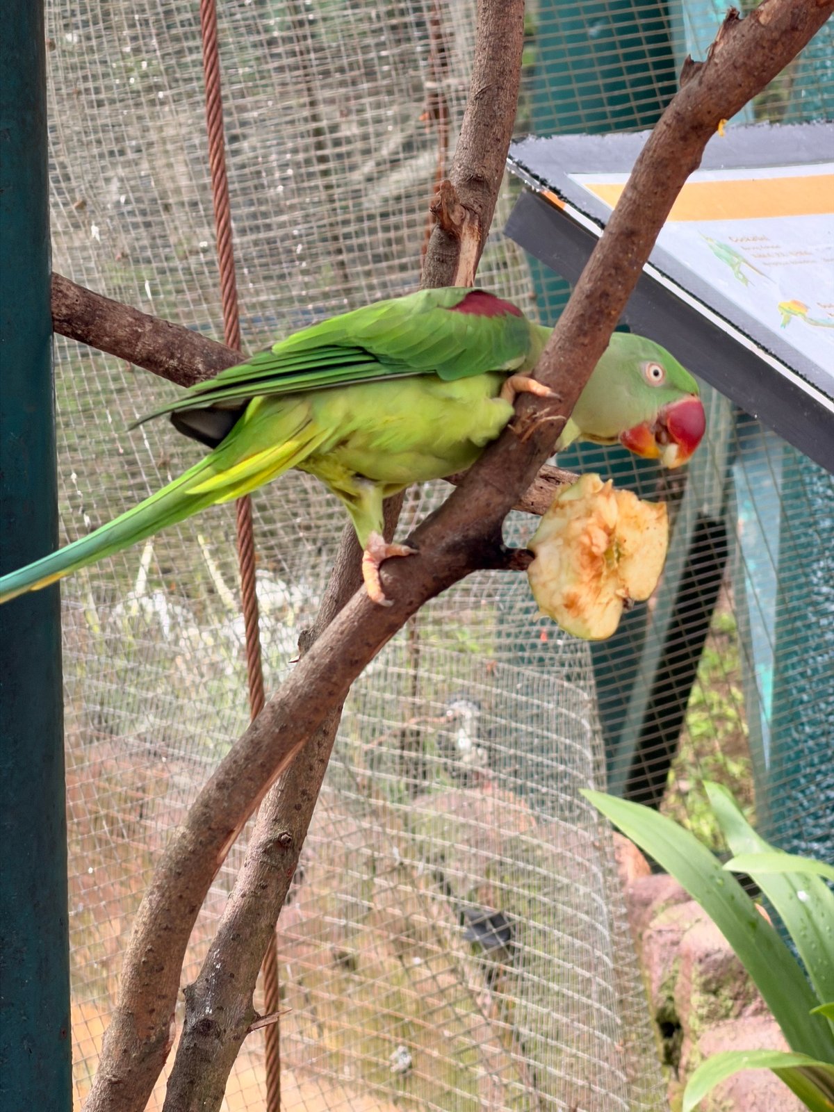 Жрёт яблоко