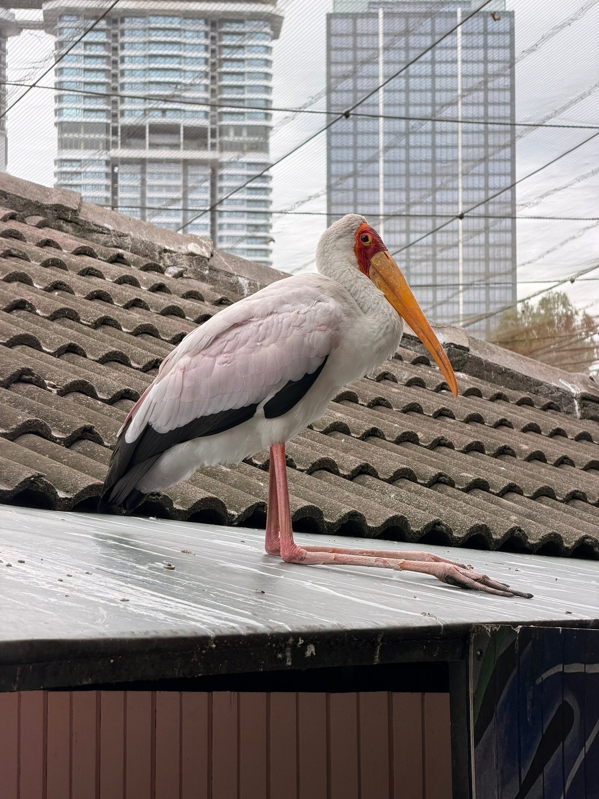 Колени в обратную сторону