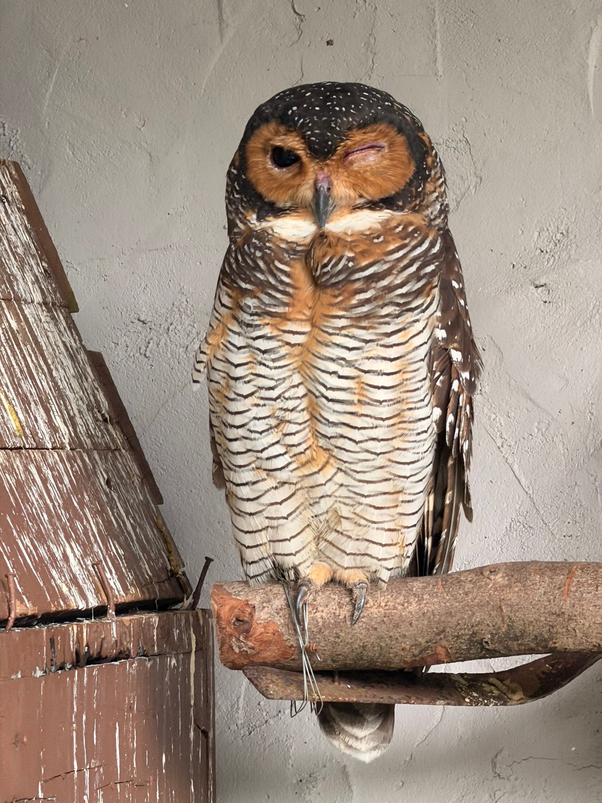 Подмигивает