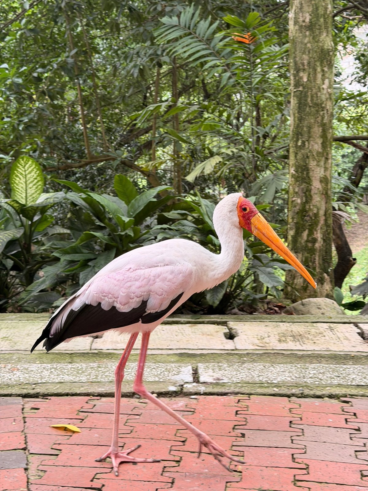 На вес этим птичником высоко в втянута сетка и там сидят такие-же чуваки, сверху. Видимо им прикольно с сородичами тусить
