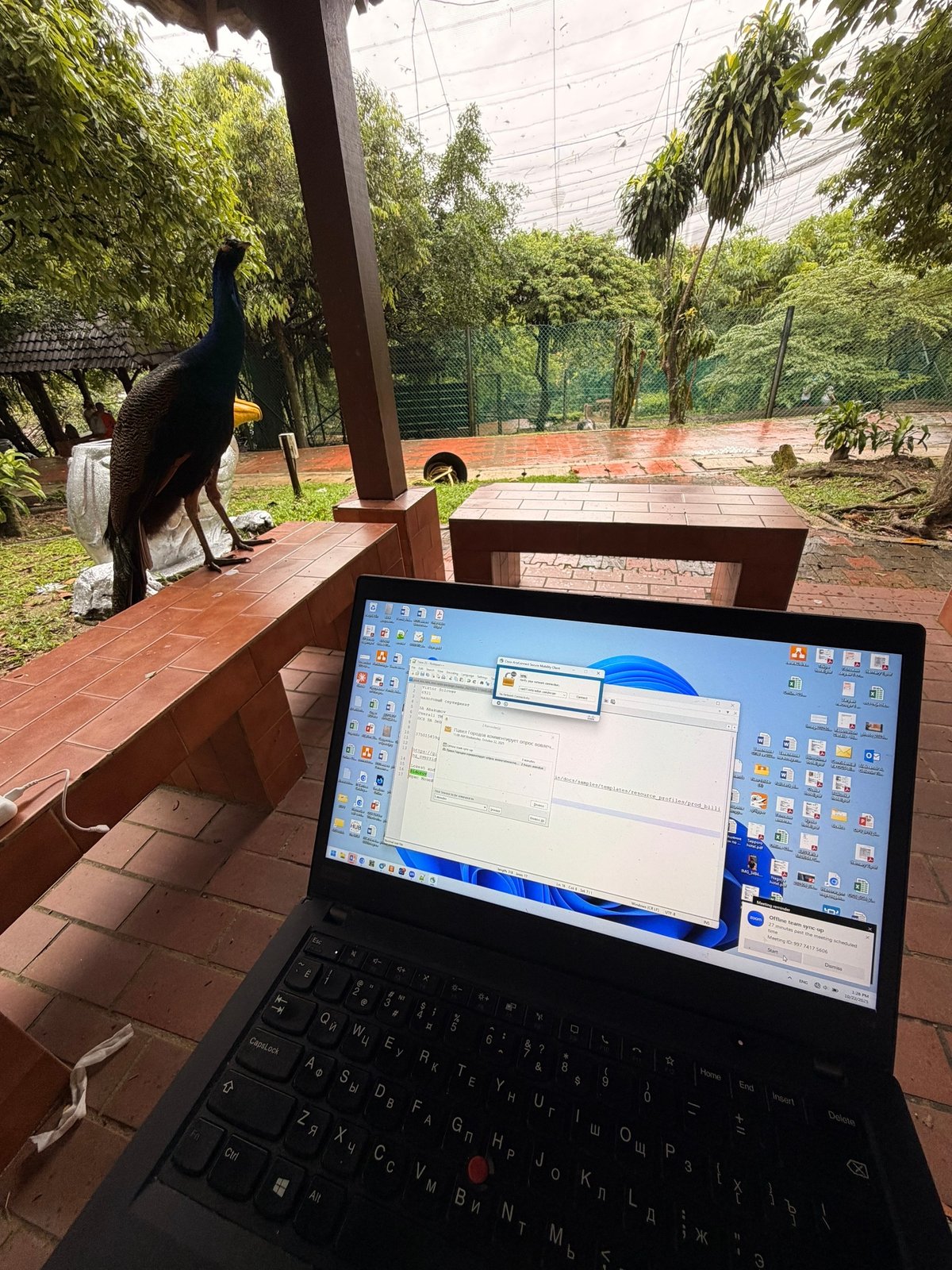 Прячемся от дождя в беседке с фазаном