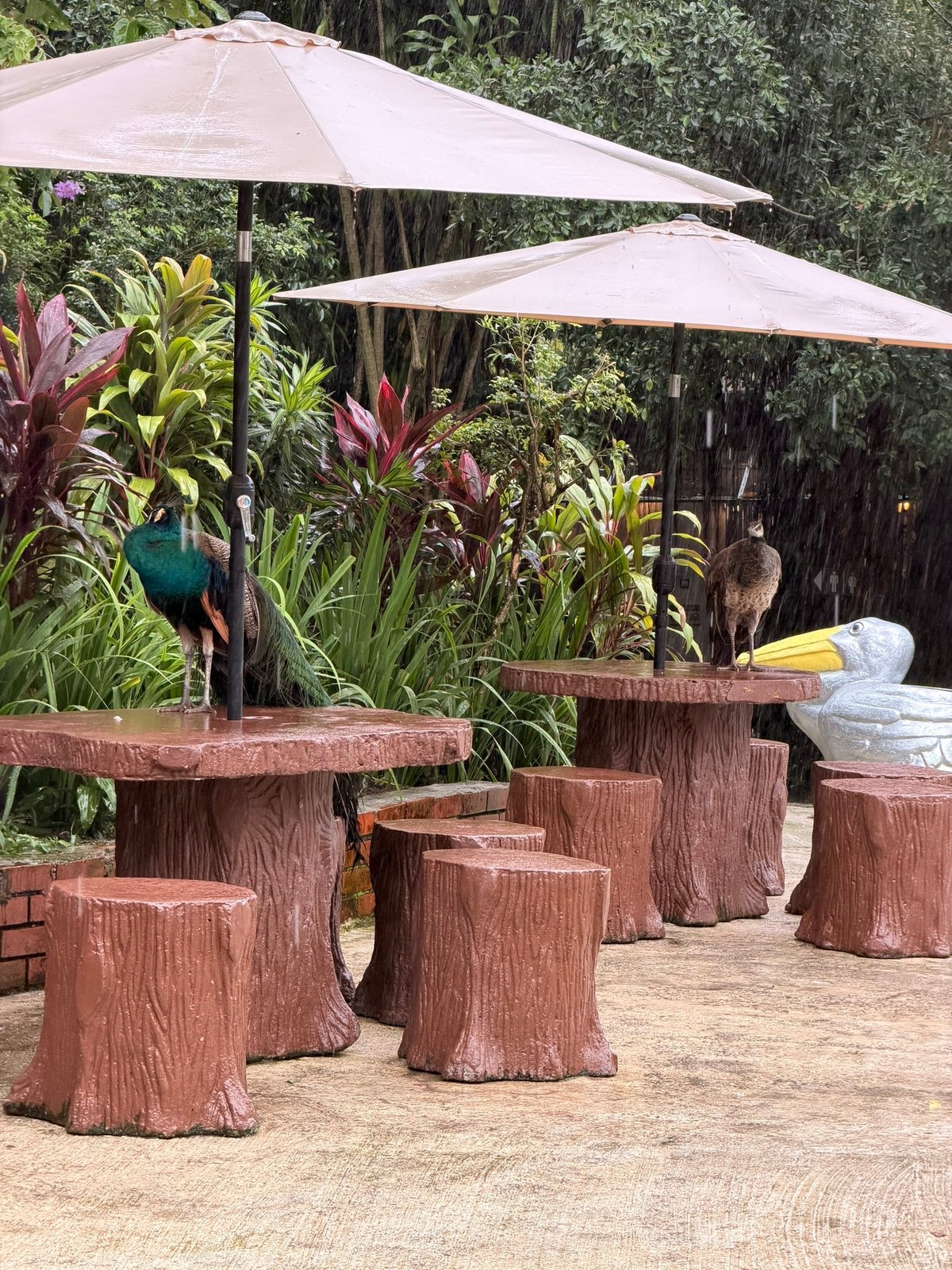 Под каждым зонтом по своей курице