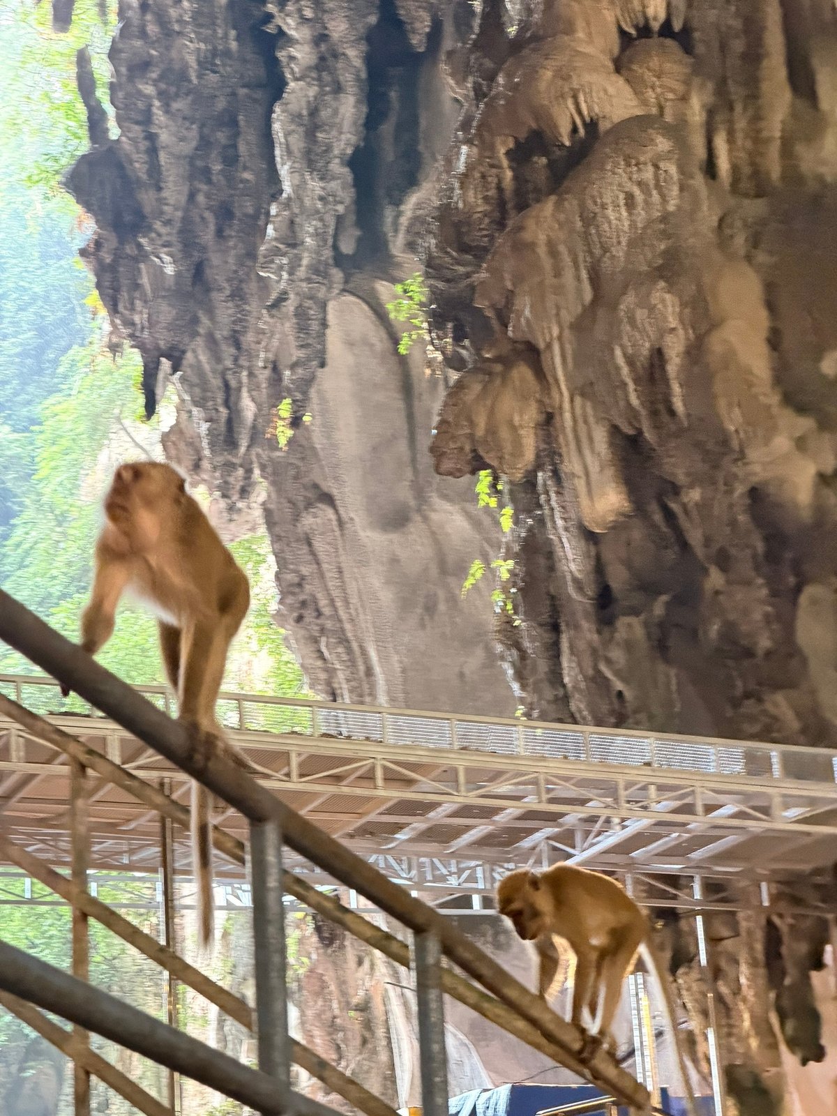 Обезьяны бесконечно лезут от входу а специальный индус со шваброй их прогоняет. Вечная битва
