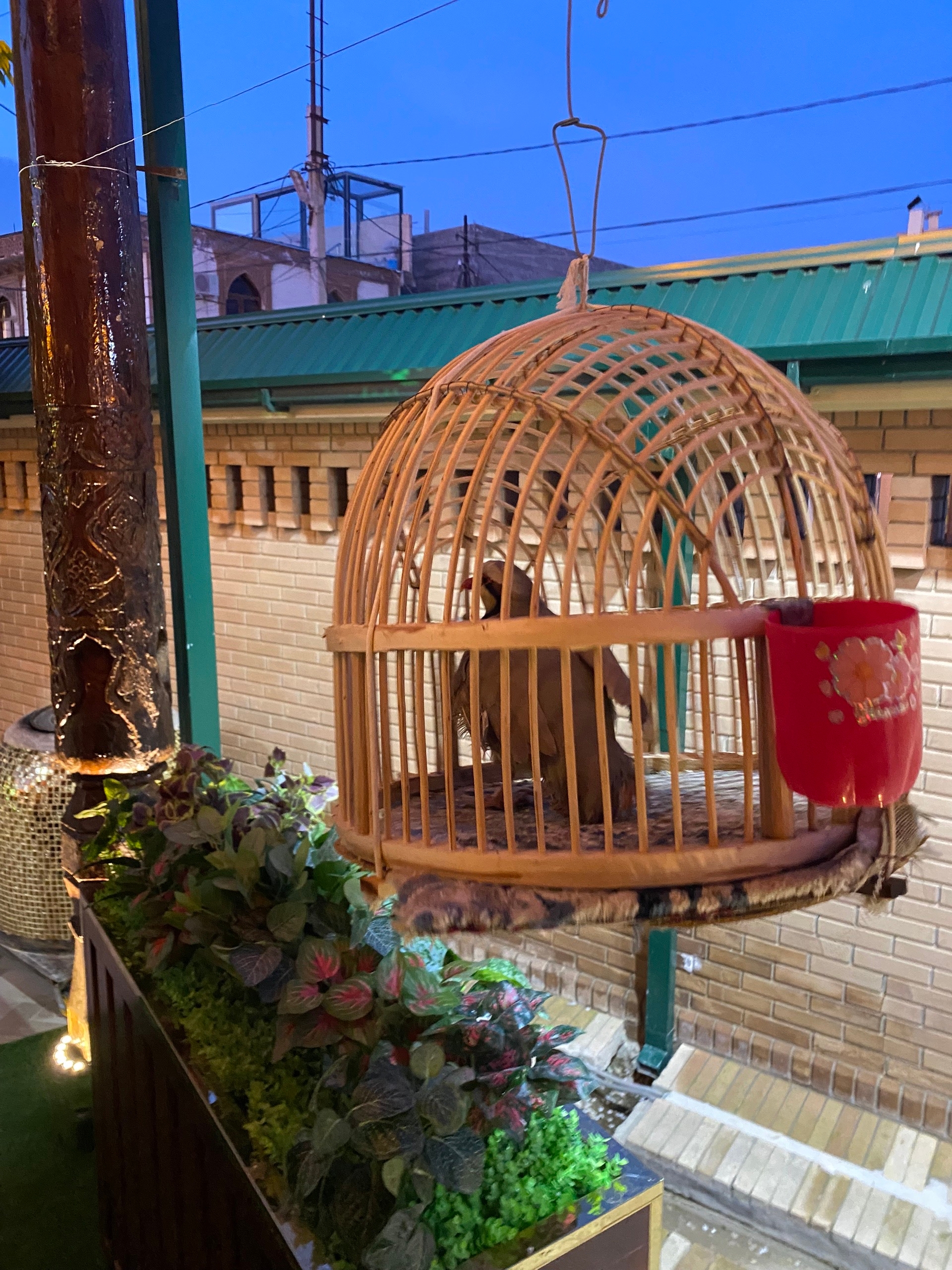 Здесь любят когда птица чирикает рядом, умиротворяются видать