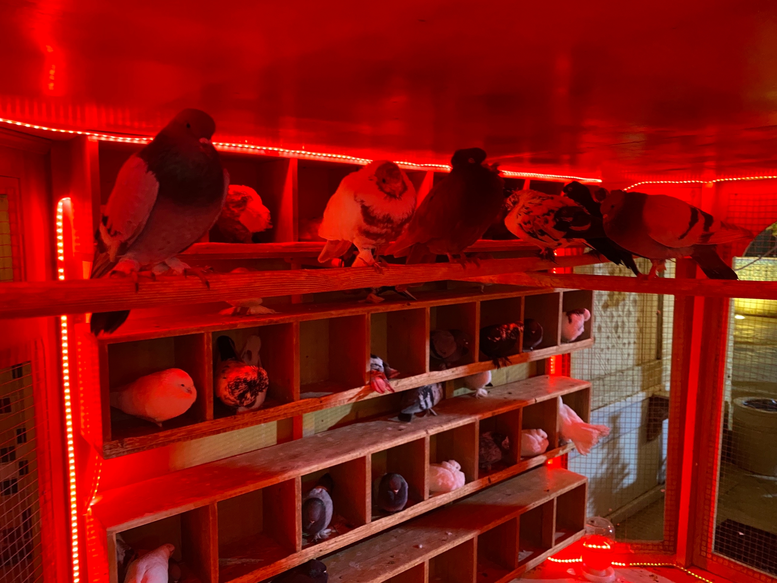 Голуби пониженной социальной ответственности