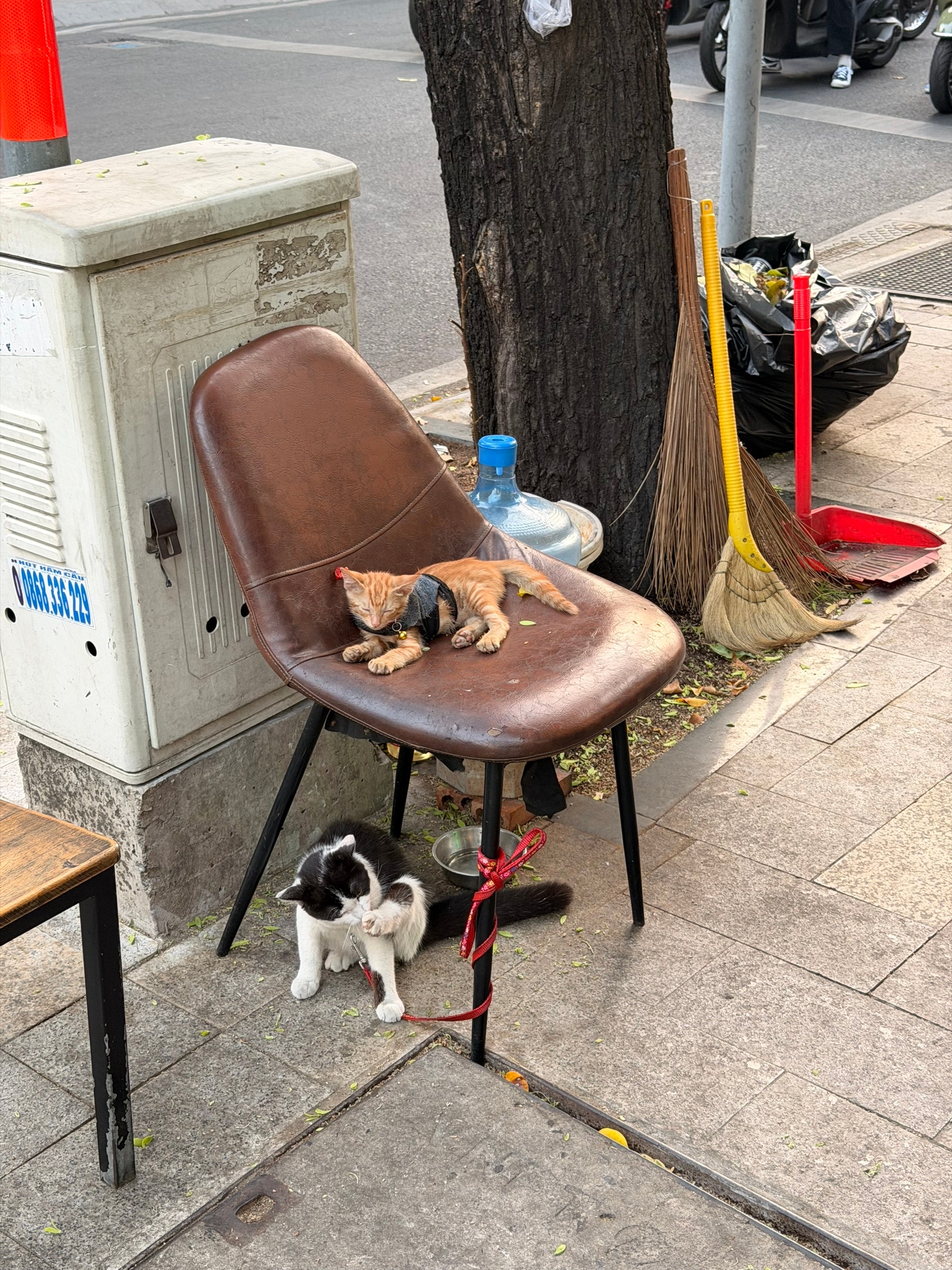 Коты охранника