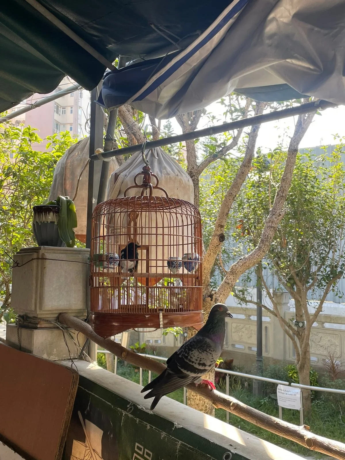 Свободный собрат