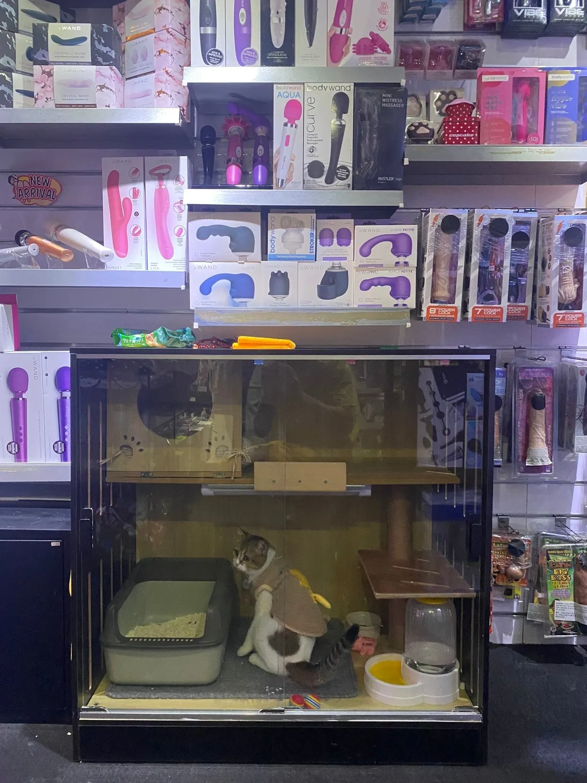 Кошачий домик в сексшопе. Кошка в батиной желетке