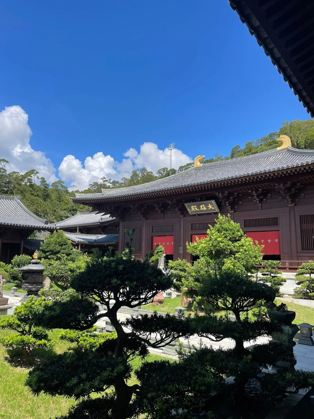 Маленькие рога похожи на лошадиные головы